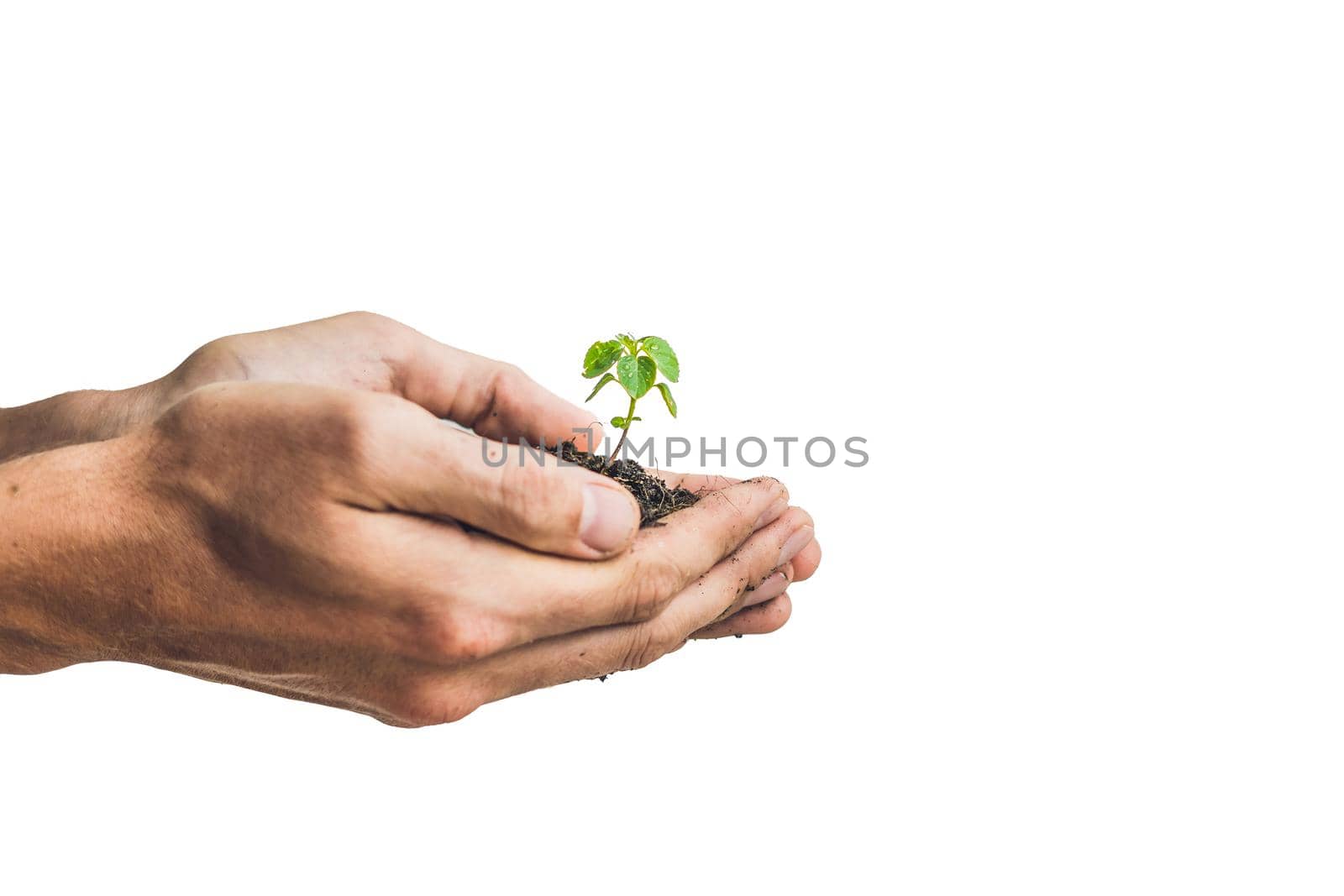 Hands holding young green plant, Isolated on white. The concept of ecology, environmental protection.