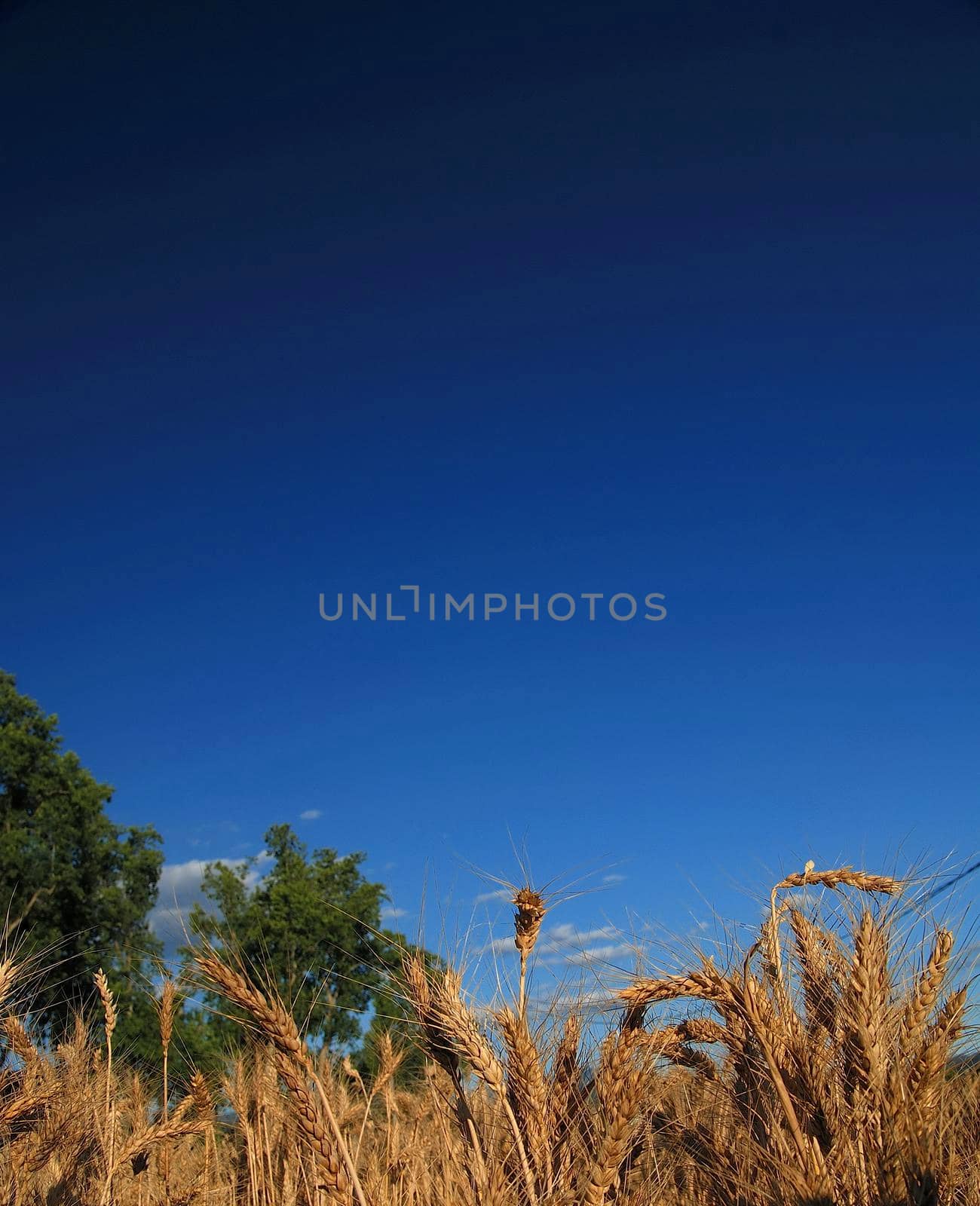 wheat and blue sky   (NIKON D80; 6.7.2007; 1/125 at f/8; ISO 100; white balance: Auto; focal length: 18 mm)