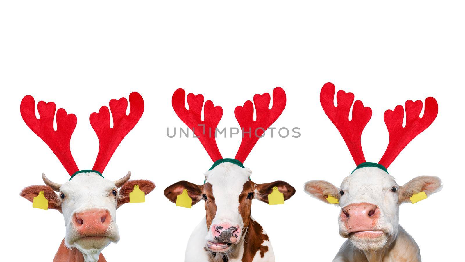 Christmas funny cow isolated on white background. Portrait of three Cows in Christmas Reindeer Antlers Headband