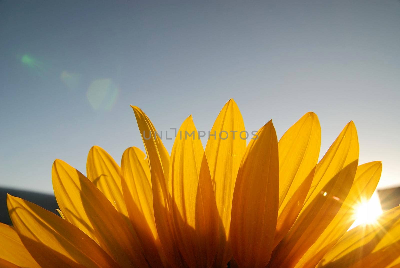 sunflower at sunny day   (NIKON D80; 6.7.2007; 1/100 at f/8; ISO 400; white balance: Auto; focal length: 18 mm)