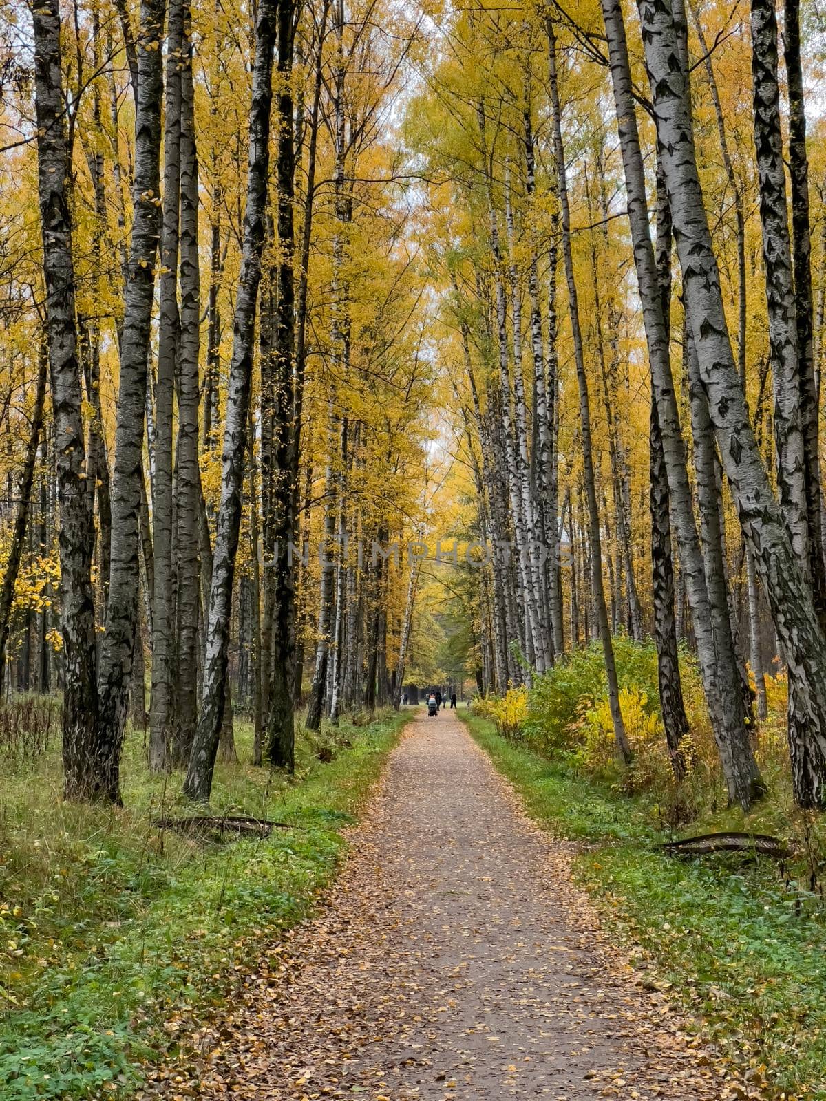 The path in the autumn park, yellow leaves on trees and on the ground, long shadows of trees, walking people, sunbeams of the sun,. High quality photo