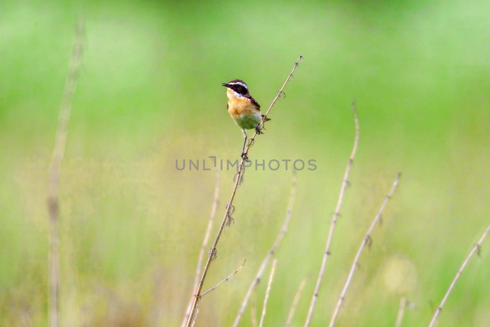 Stonechat. A small birdie, the size of a robin, is sitting in a thin grass sprig, in summertime, among the endless fields of Russia. The concept of wildlife and its conservation.