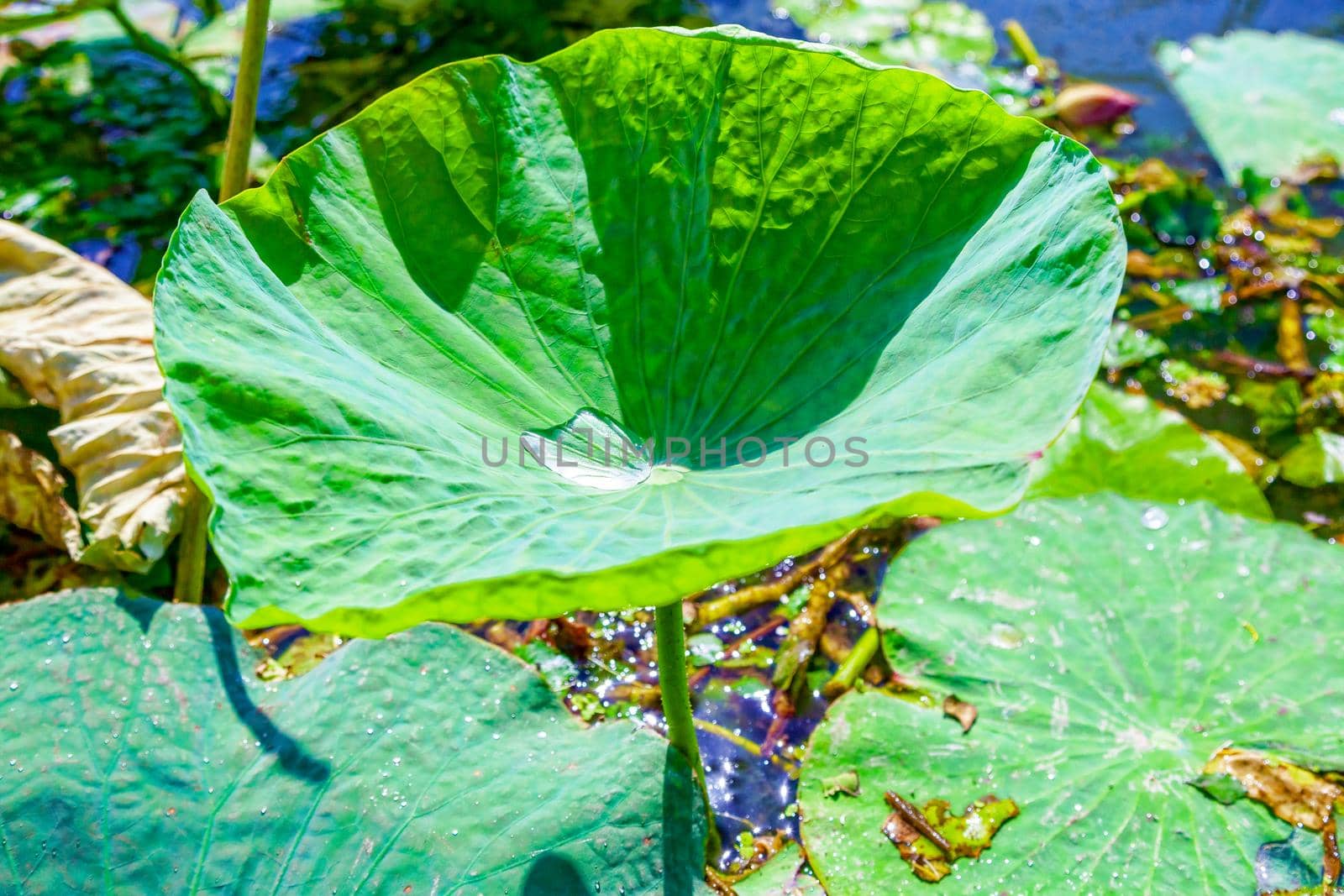 Flowers and lotus leaves among a large lake in the Krasnodar region, Russia.