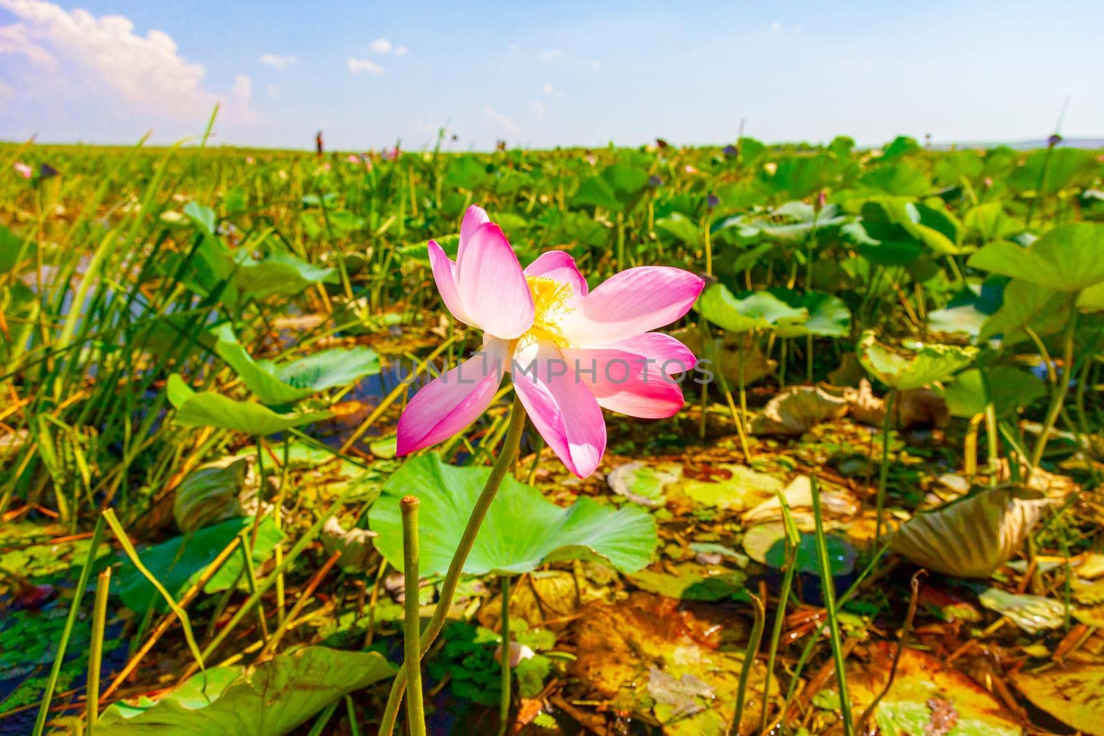 Lotus flowers among the big lake. by kolesnikov_studio