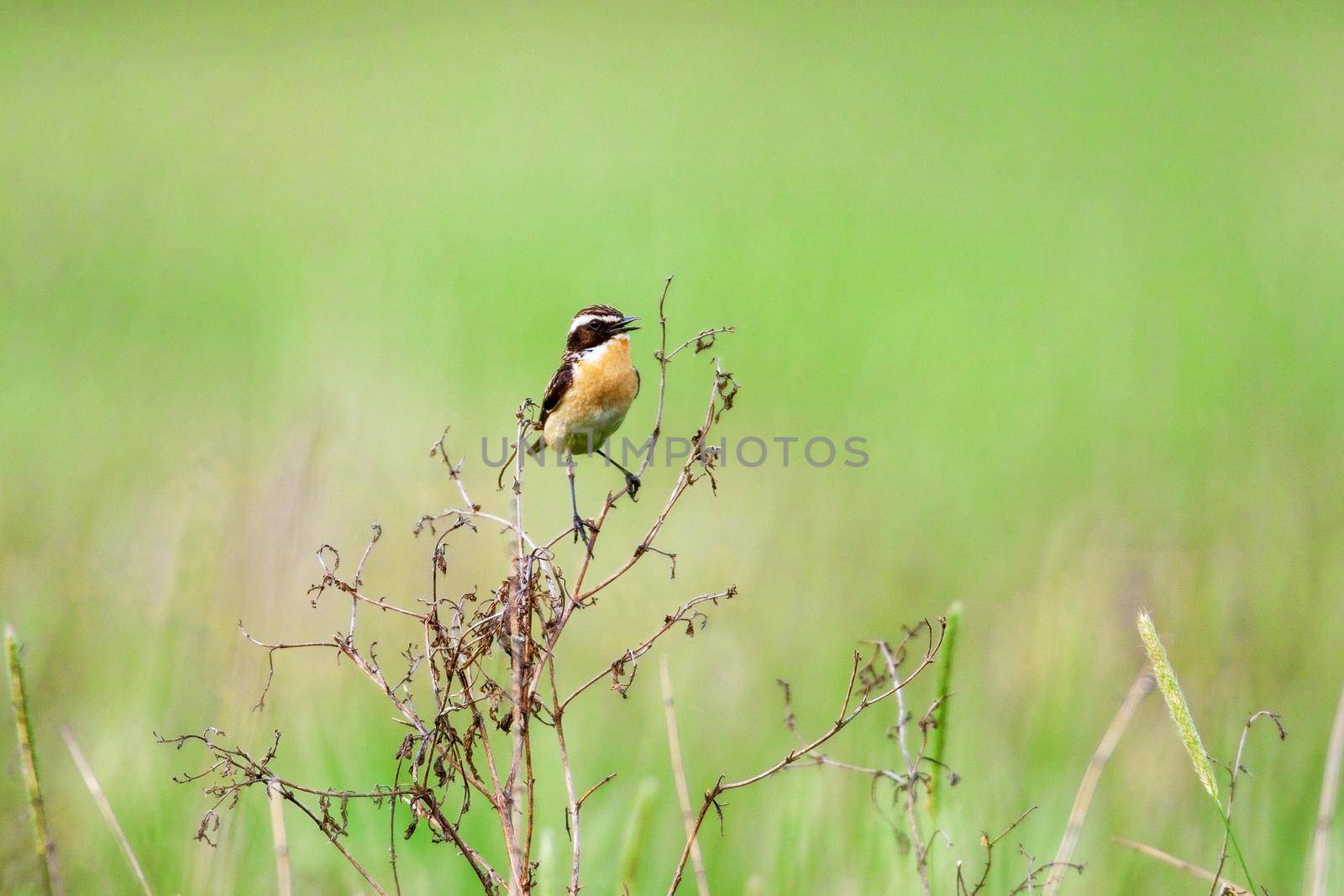 Stonechat. A small birdie, the size of a robin, is sitting in a thin grass sprig, in summertime, among the endless fields of Russia. The concept of wildlife and its conservation.