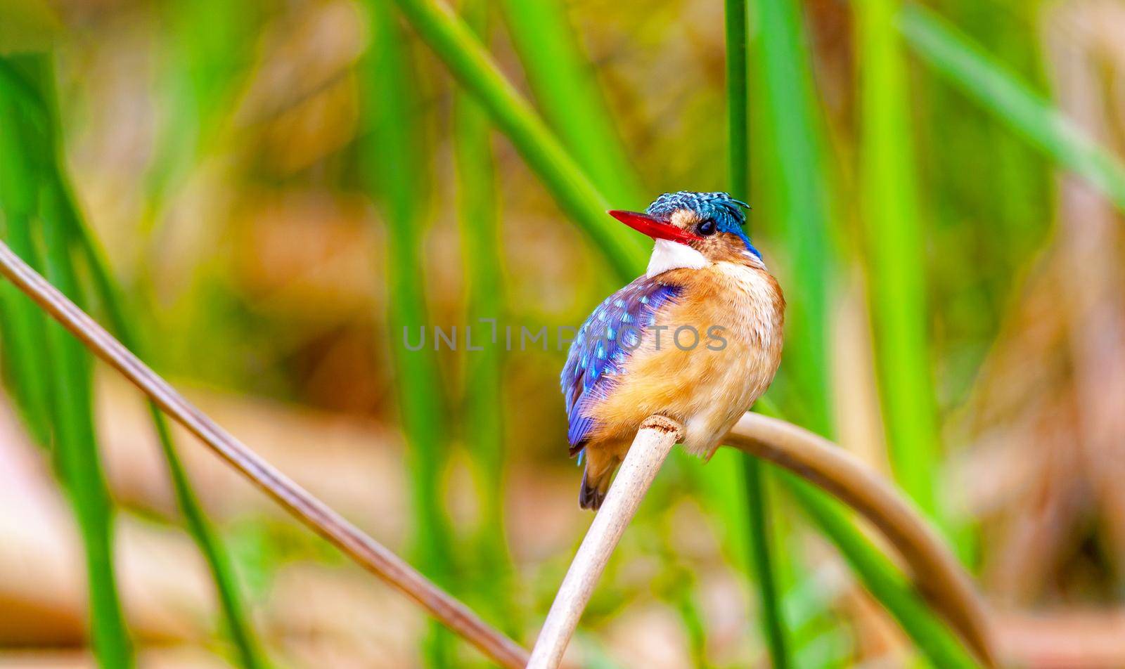 A kingfisher sits on a branch among the greenery on Lake Nakuru Kenya. National park. Wildlife concept.