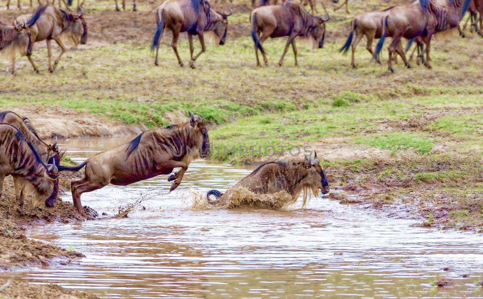 Crossing. Kenya. National park. The wildebeest and the zebras cr by kolesnikov_studio