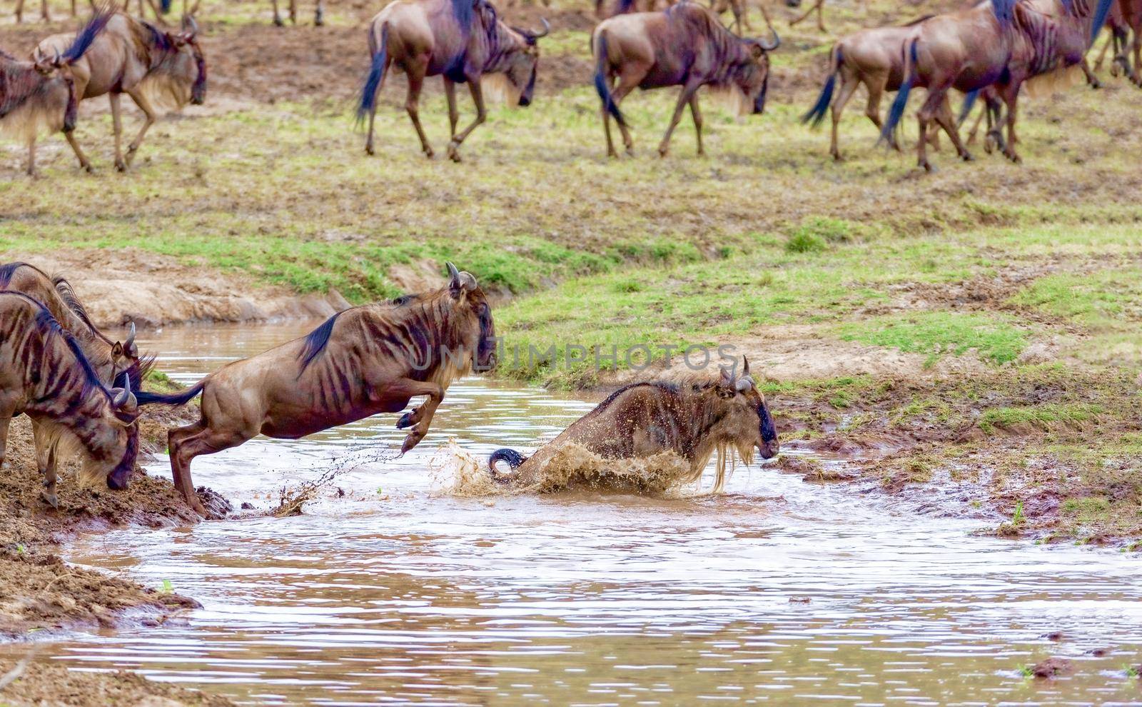 Crossing Kenya. National park. Wildebeests and zebras cross the river. Concept of wildlife, wildlife conservation. Travel concept, photo safari.