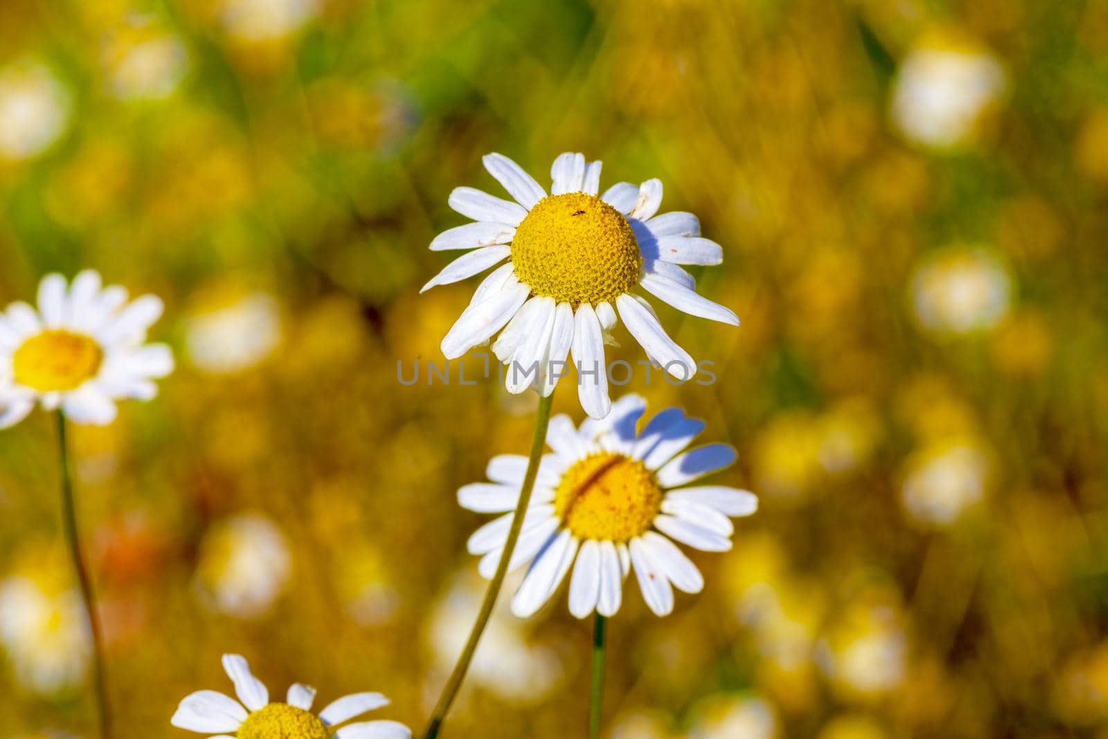 Chamomile flowers lit by the morning sun in the summer in the field. close-up. Concept of wildlife, summer outdoor recreation. Beautiful background for a magazine.