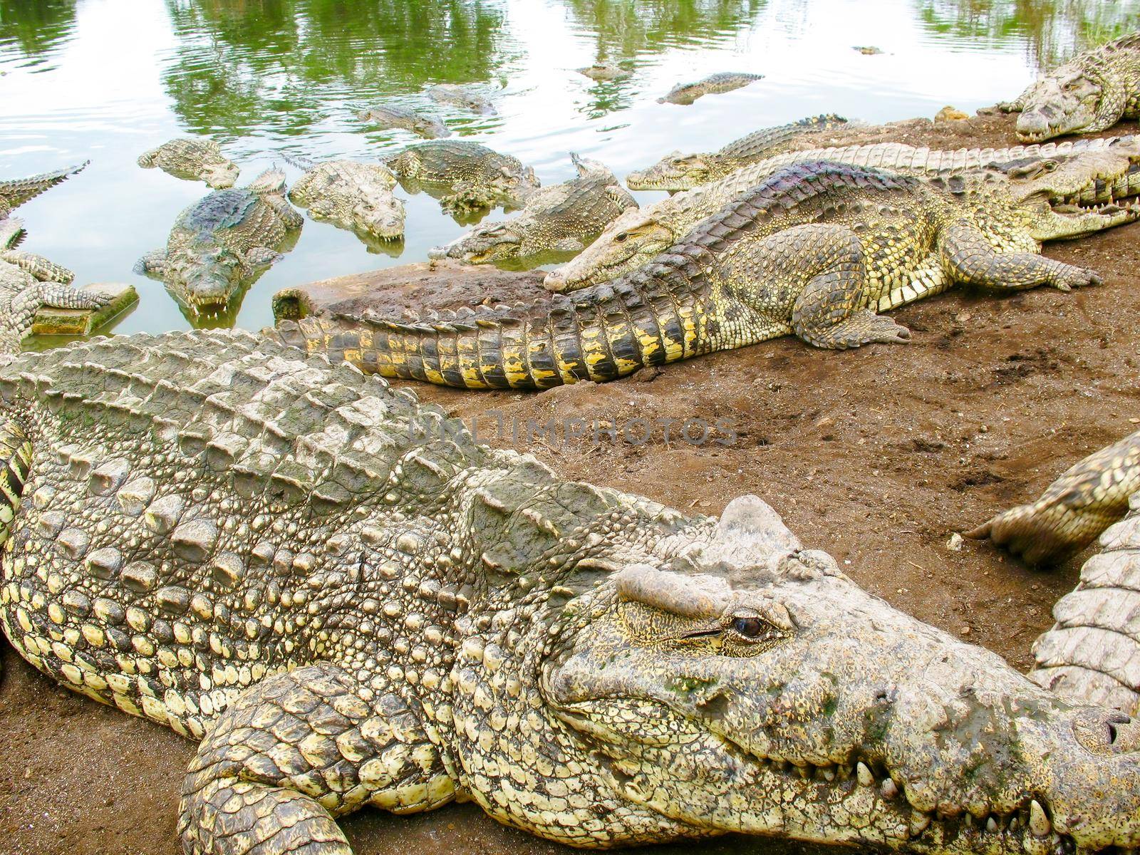 Muzzle of a crocodile lying on the ground close-up. The look of a reptile.