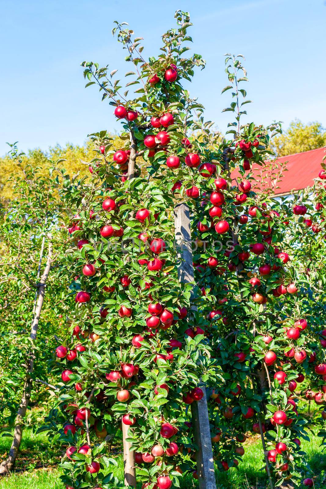 Elite apple tree with large red apples. Ukraine, Cherkasy region.