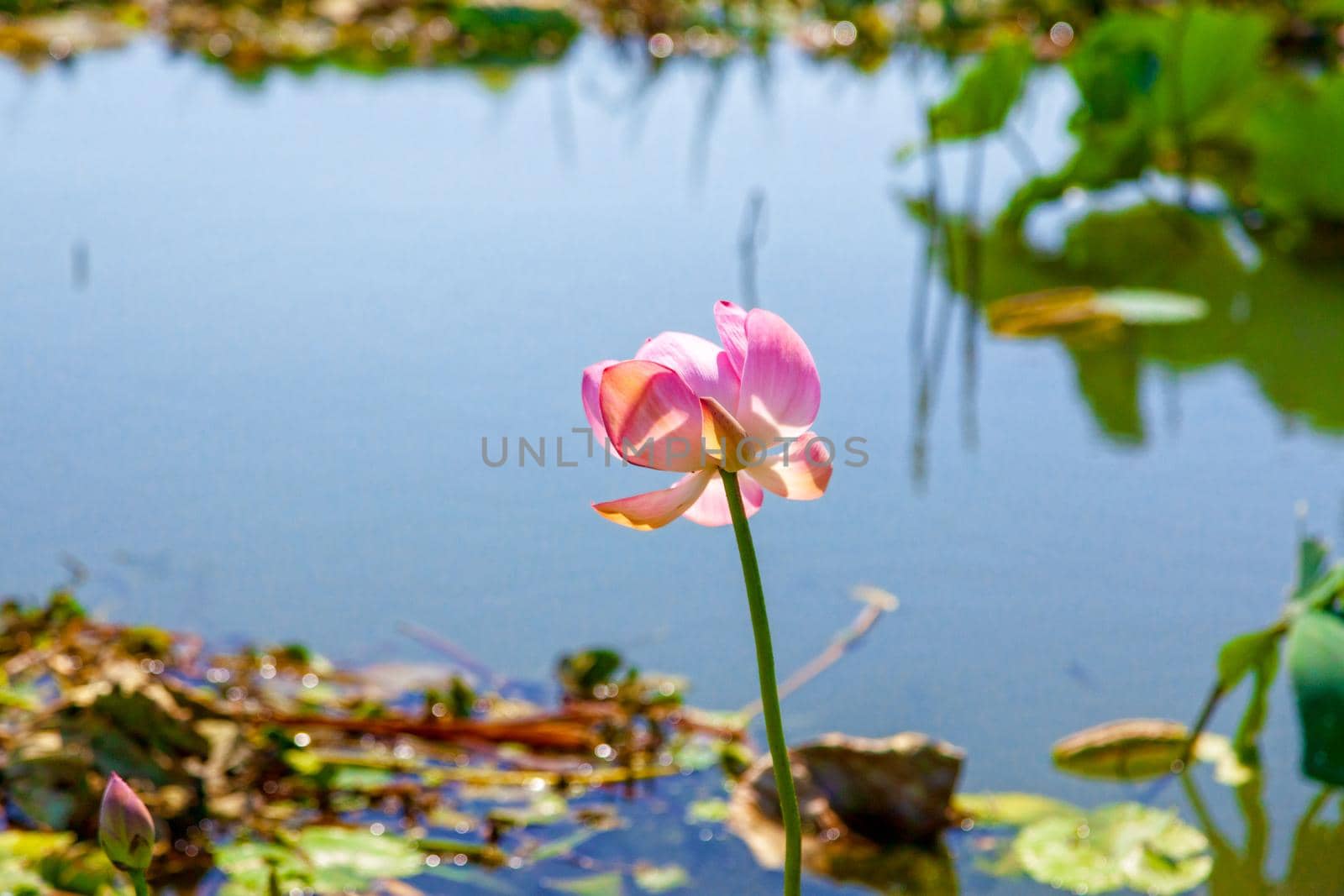 Flowers and lotus leaves among a large lake in the Krasnodar region, Russia.