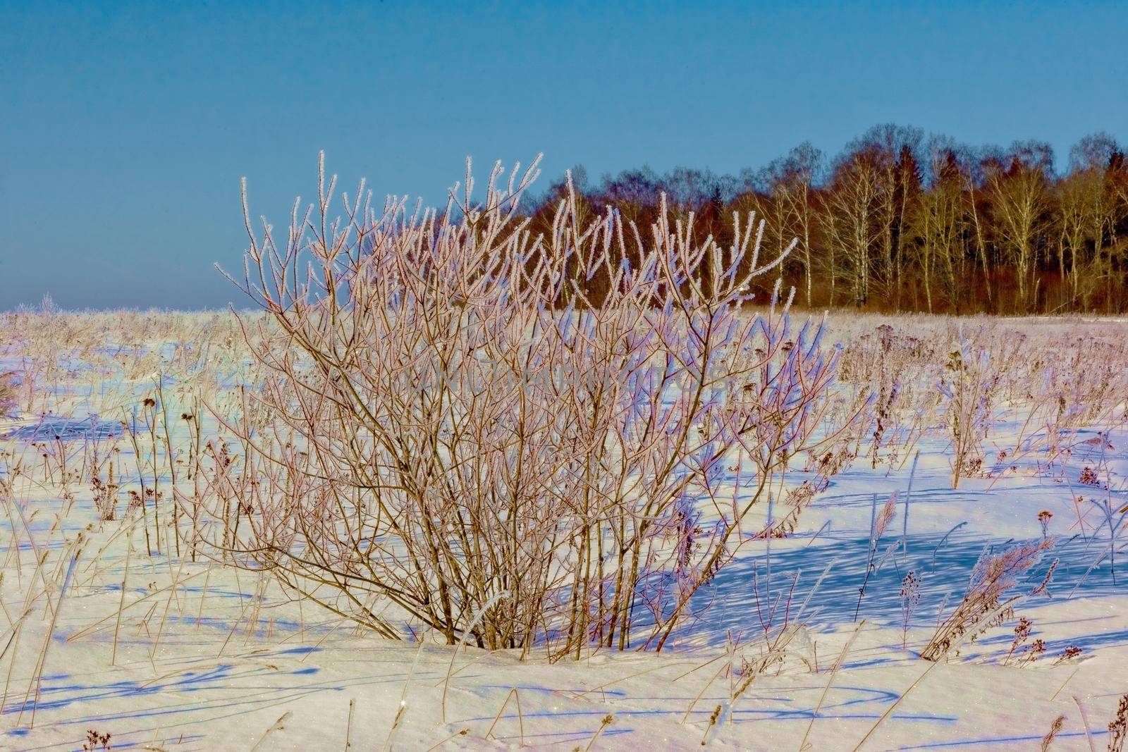 Beautiful winter landscape in Russia, Moscow region. The concept of Christmas, winter outdoor recreation.