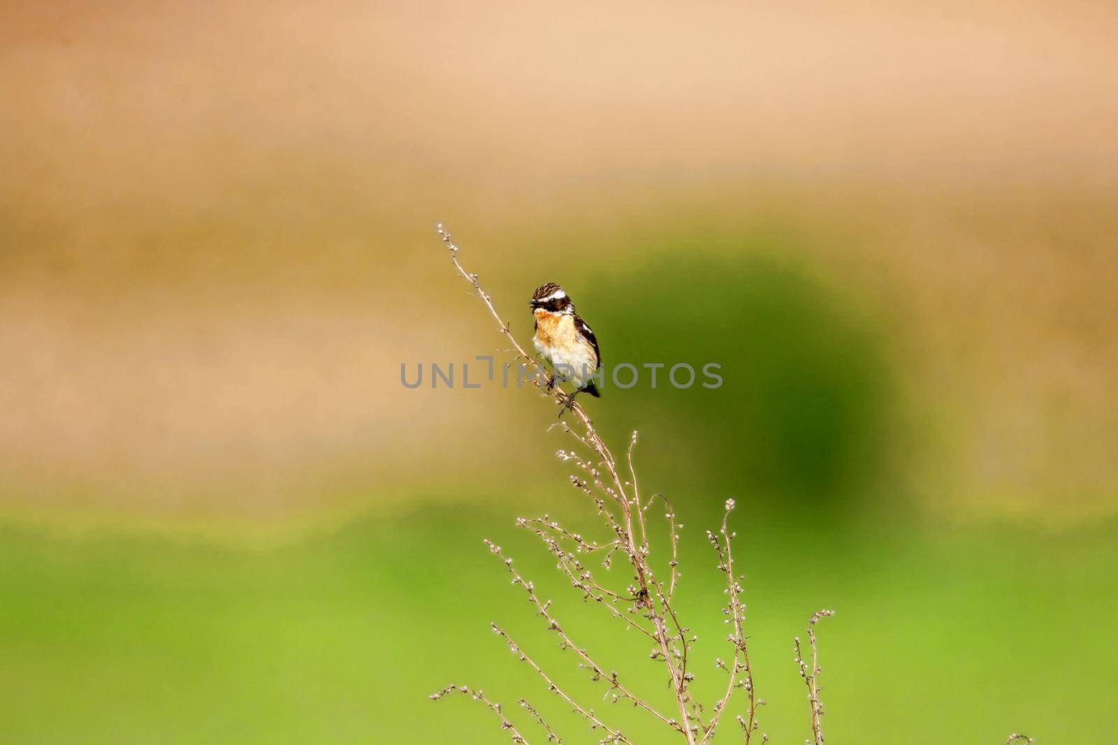 Stonechat. A small birdie, the size of a robin, is sitting in a thin grass sprig, in summertime, among the endless fields of Russia. The concept of wildlife and its conservation.