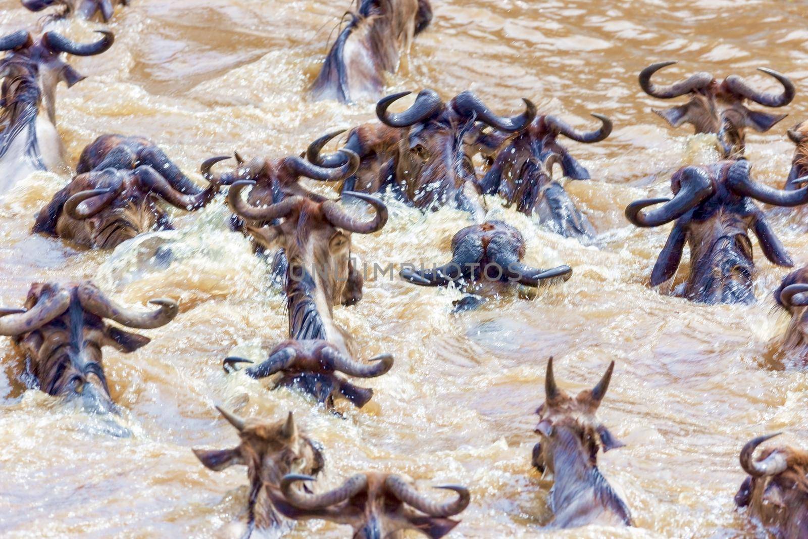 Crossing. Kenya. National park. The wildebeest and the zebras cr by kolesnikov_studio