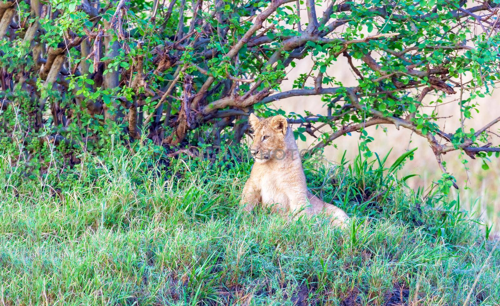 The young lion hid in the thick grass. Kenya, a national park. Wildlife concept, Safari photo.