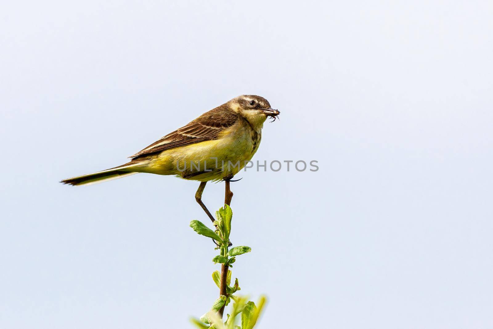 The bird sits on a twig and holds an insect in its beak. Wildlife concept. Russia Moscow region.