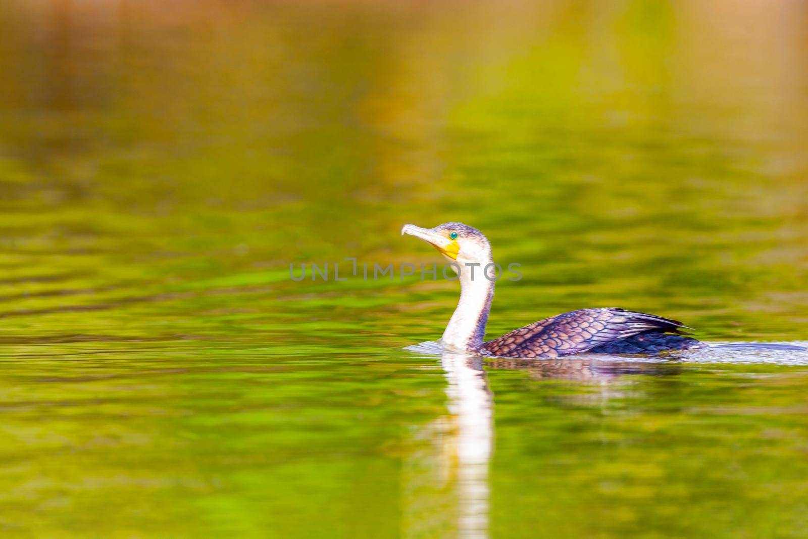 Waterfowl.Double Crested Cormorant.Phalacrocorax auritus.Kenya, a national park. Photo safari Wildlife concept