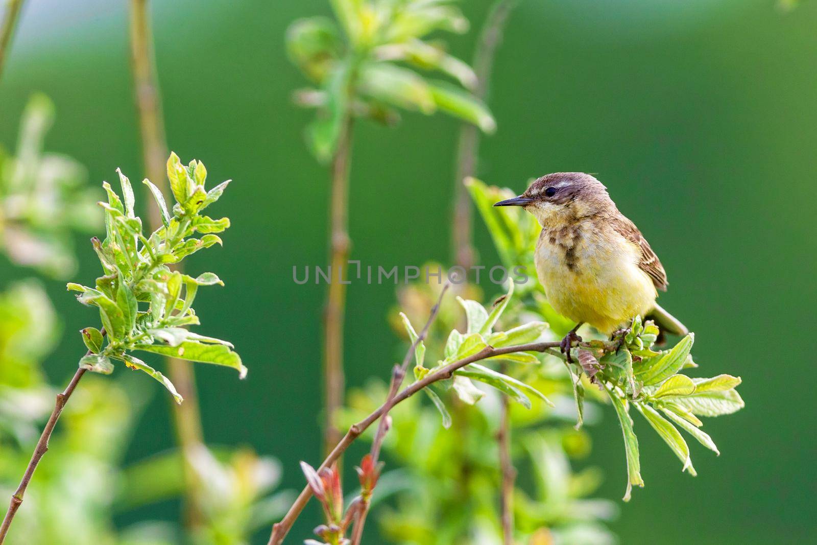 A small bird of a passerine squad is sitting on a branch. Concept of wildlife, summer, Russia, Moscow region.