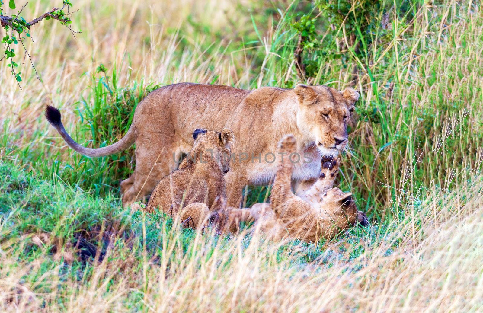 A lioness plays with her kittens. by kolesnikov_studio