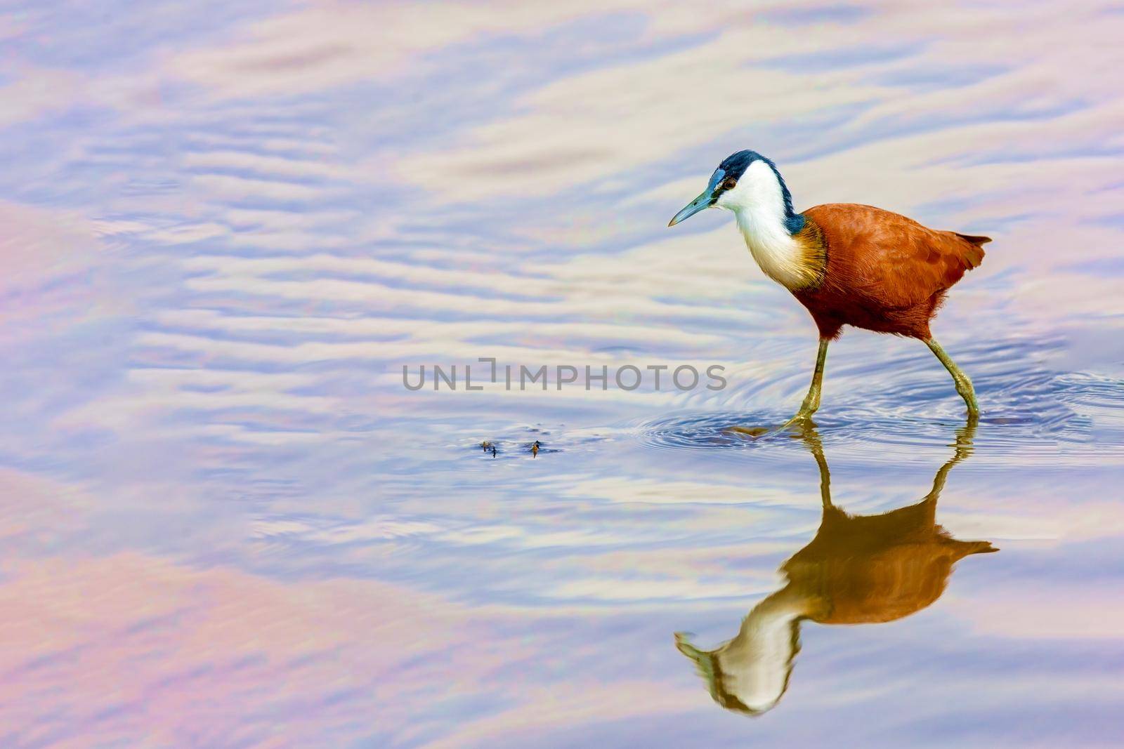 A small bird on long legs walks through the water and hunts for fish. Kenya, a national park. Wild nature.