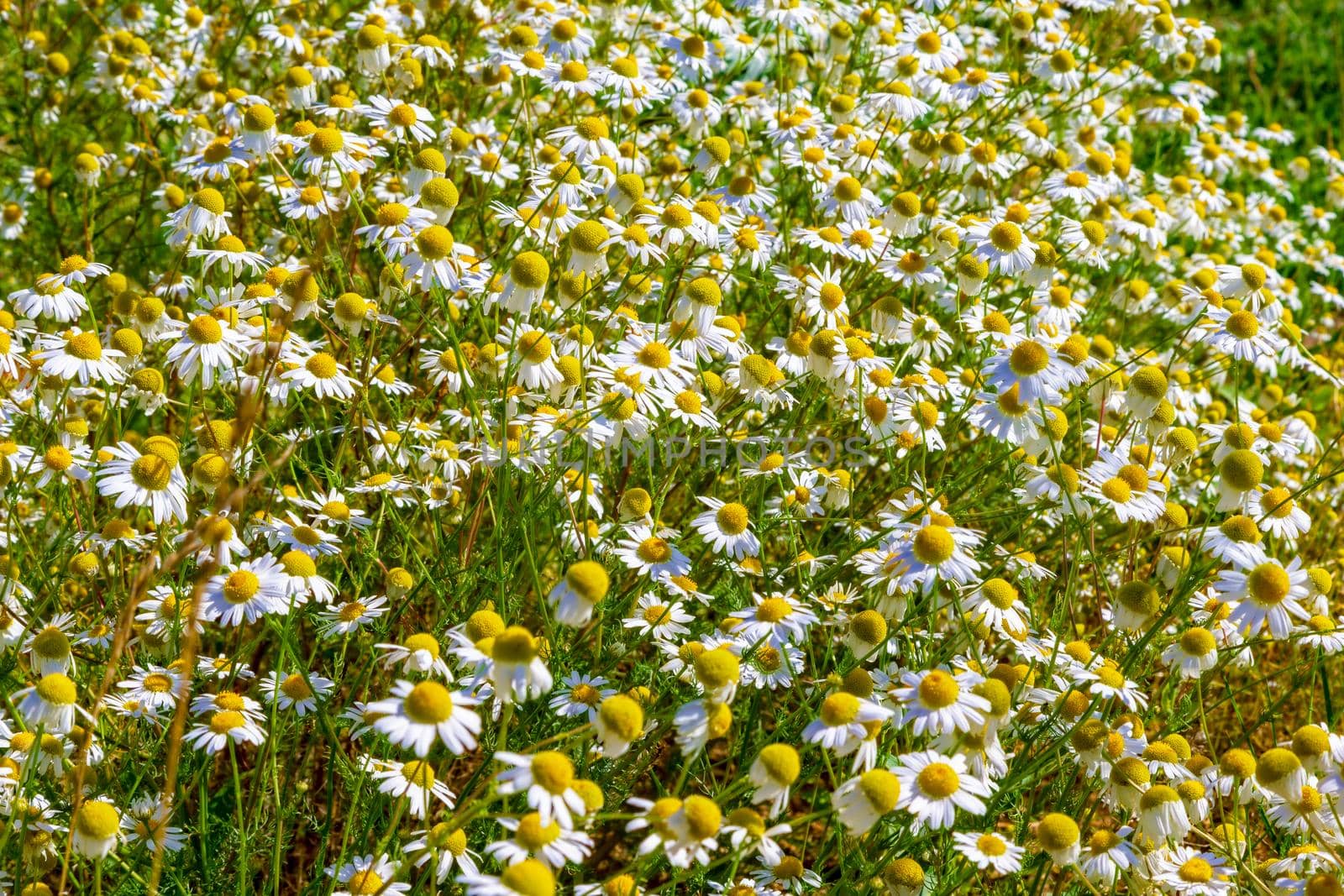 Chamomile blooms in the field by kolesnikov_studio