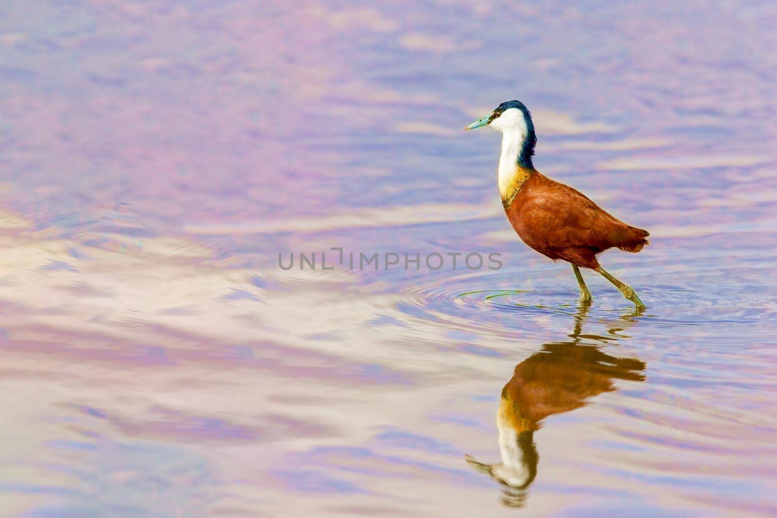 A small bird on long legs walks through the water and hunts for fish. Kenya, a national park. Wild nature.