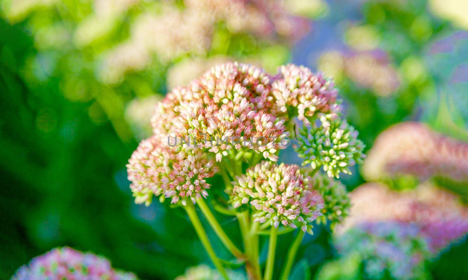 Beautiful wildflowers close-up, in sunny summer weather. Russia, Moscow region.