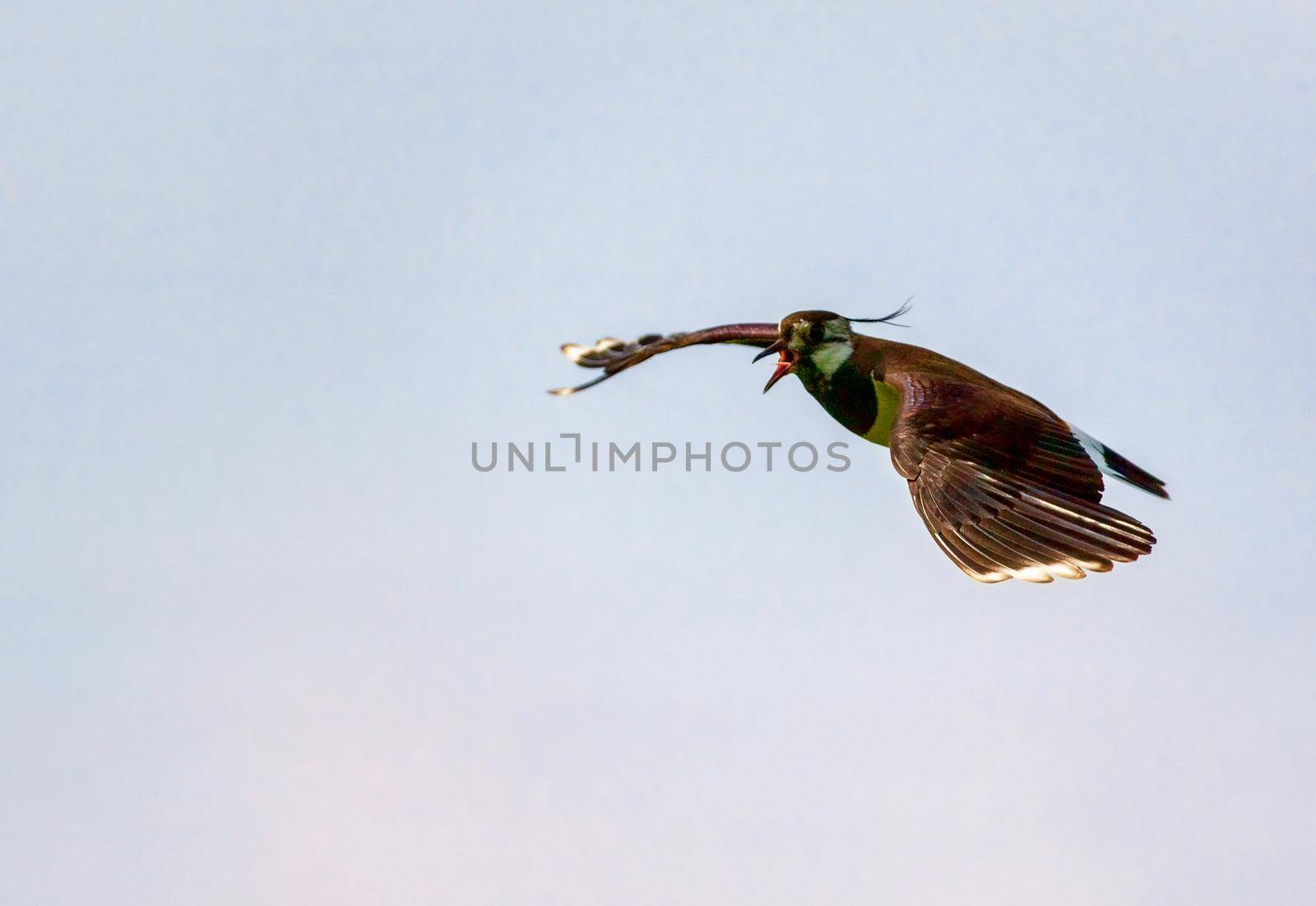 Lapwing flies against the blue sky. Russia. Moscow region. Wildlife concept.