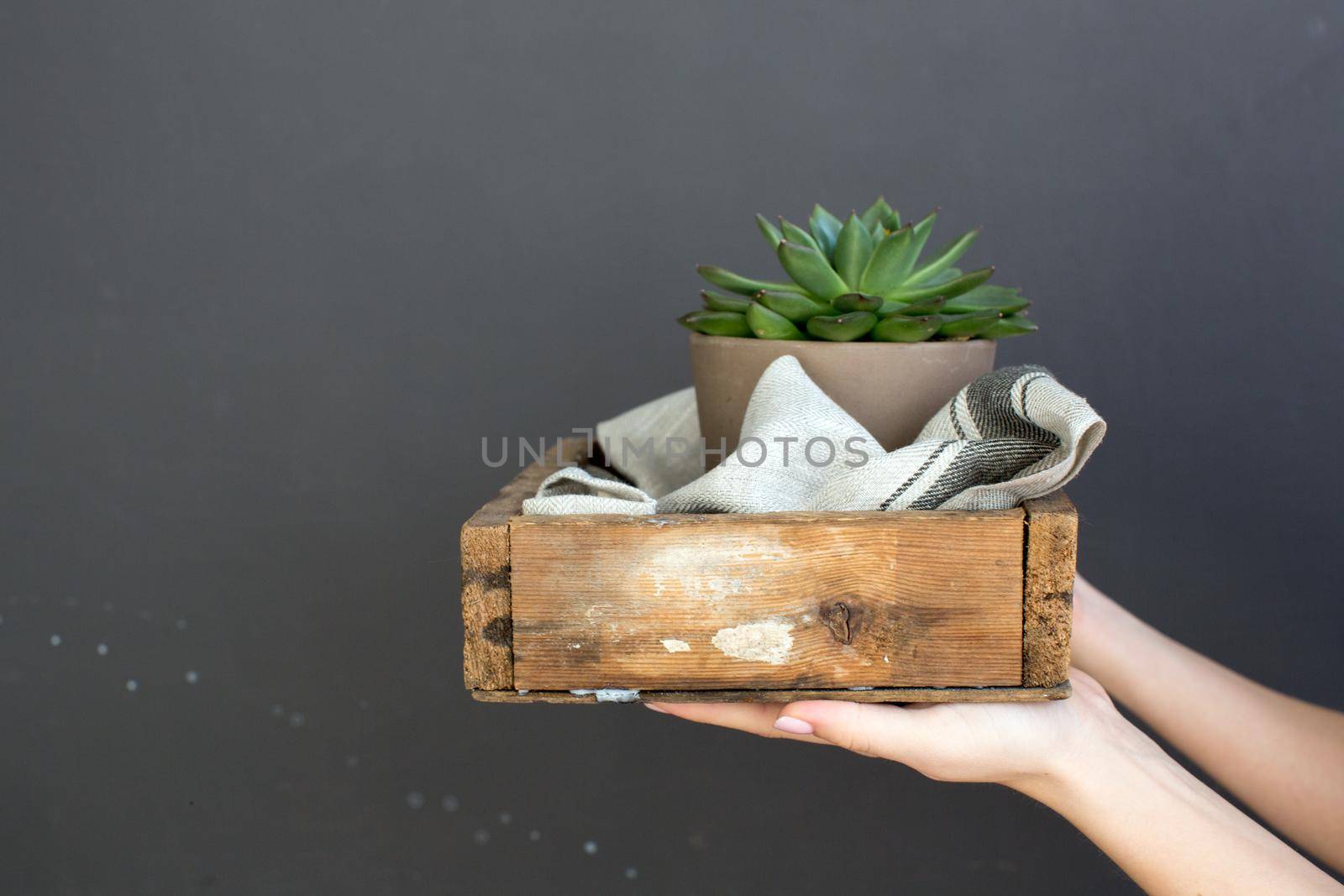 Crop photo of hands holding flower in flowerpot in wooden box on black background.