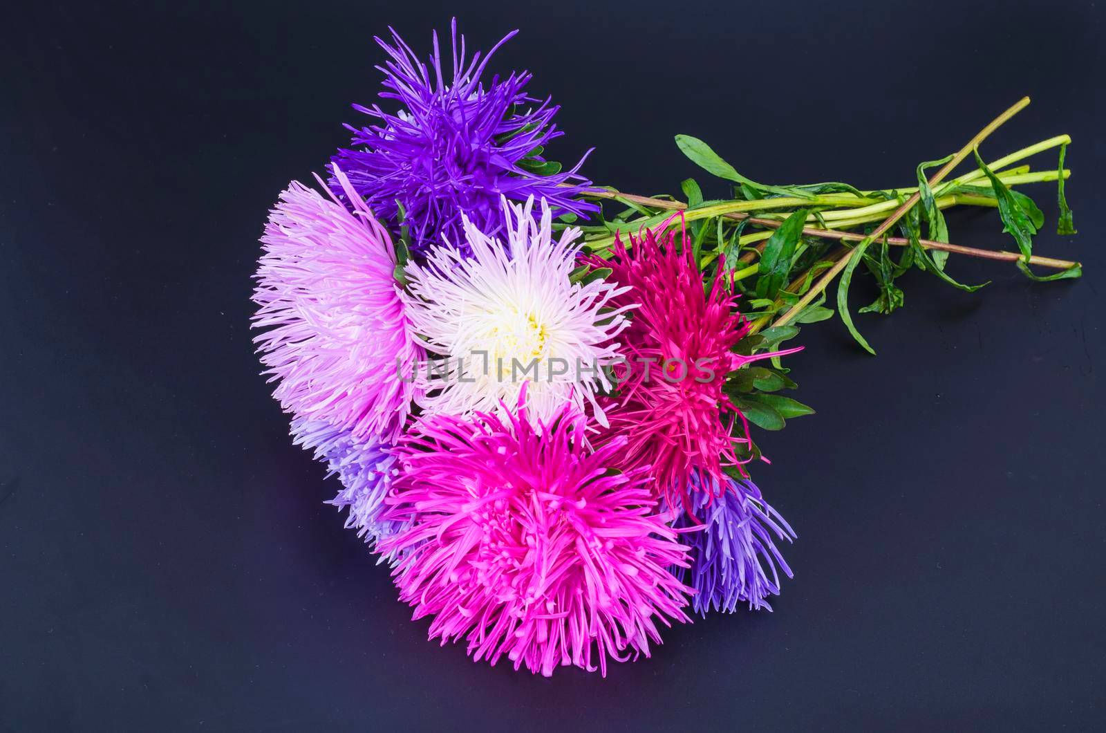 Autumn multi-colored asters on black background. Studio Photo