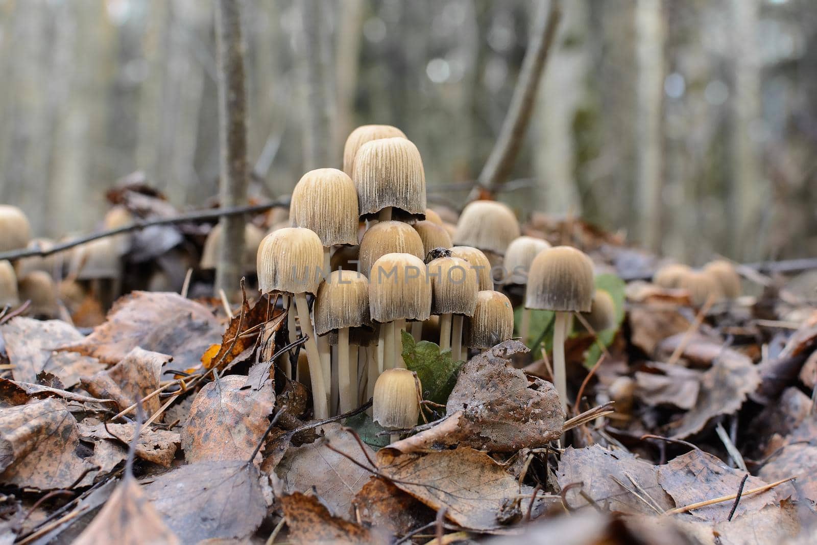Group of fungus Coprinus in dry leaves in autumn forest