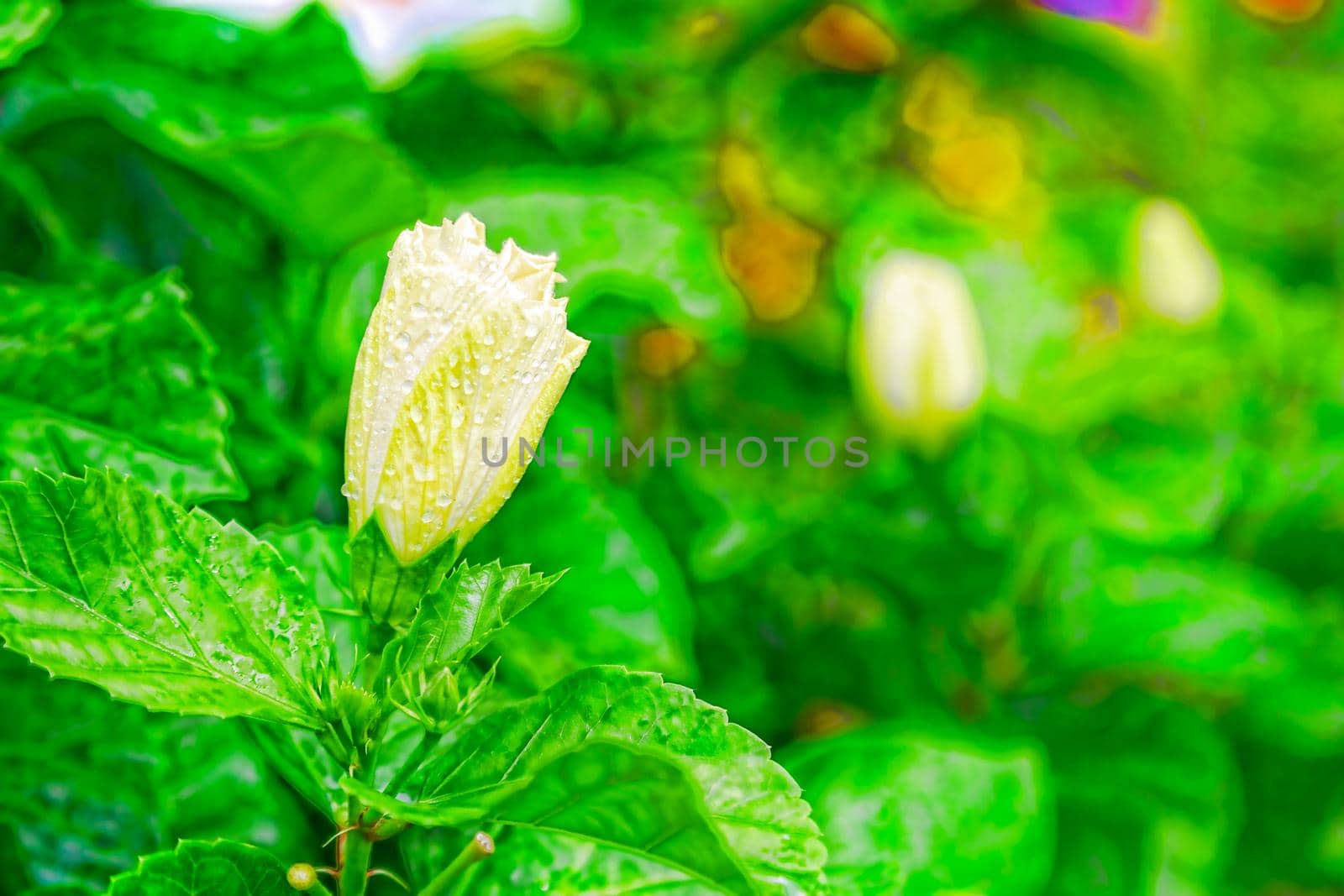 A beautiful tropical flower surrounded by lush green leaves. by kolesnikov_studio