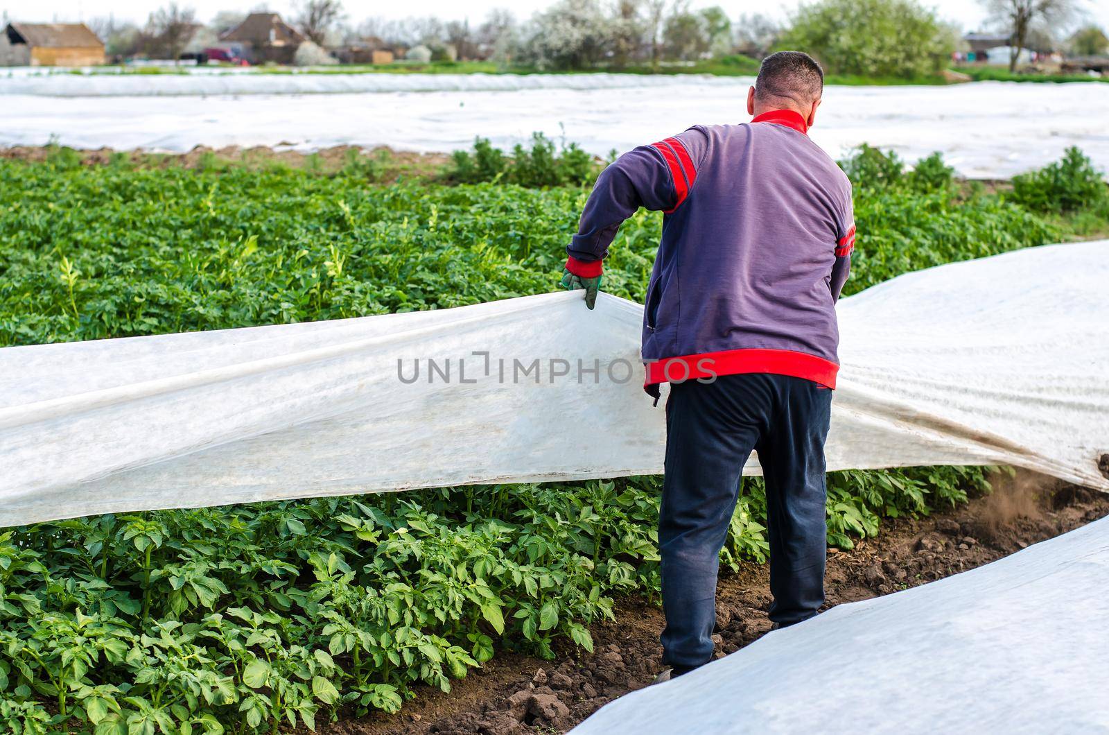 A farmer removes protective agricultural cover from a potato plantation. Greenhouse effect for protection. Agroindustry, farming. Growing crops in a cold early. Crop protection from low temperatures by iLixe48