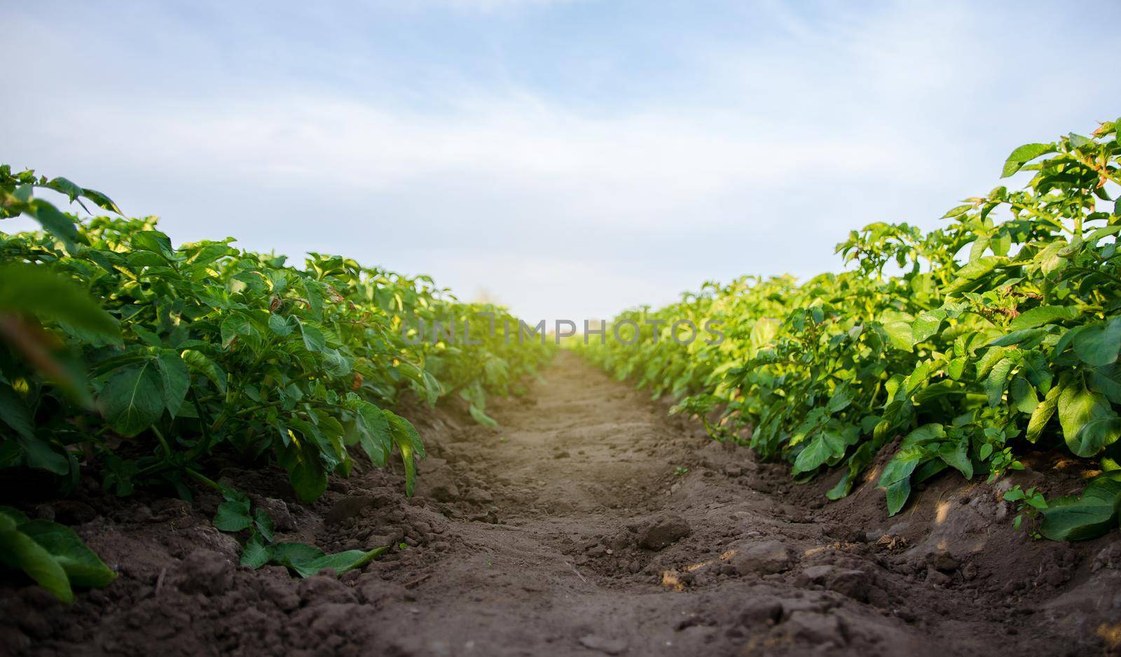 The path between the rows of the potato plantation. Growing food vegetables. Agroindustry. Cultivation. Organization of plantation in the field. Olericulture. Agriculture farming on open ground.