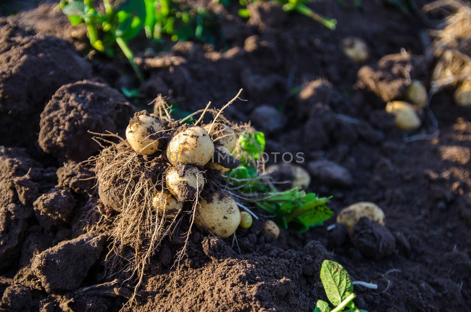 Freshly dug potato bush. Harvesting potatoes tubers. Gardening and farming. Agriculture and agro industry. Industrial cultivation of vegetables. Wet ground in a farm field in the early morning by iLixe48