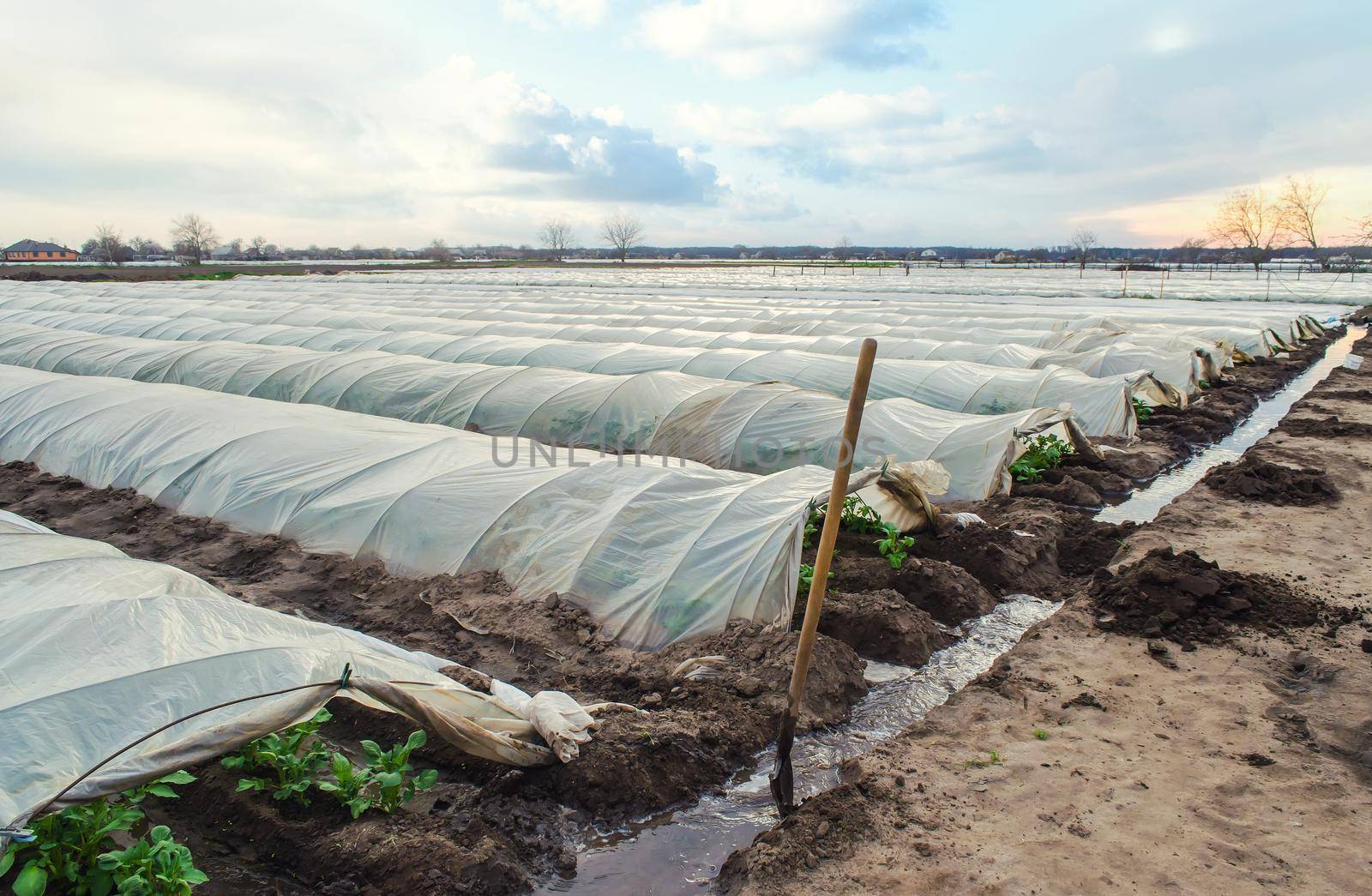 Open tunnel rows of potato bushes plantation and an irrigation canal filled with water. Agroindustry and agriculture. Growing early potatoes under protective plastic cover. Greenhouse effect.