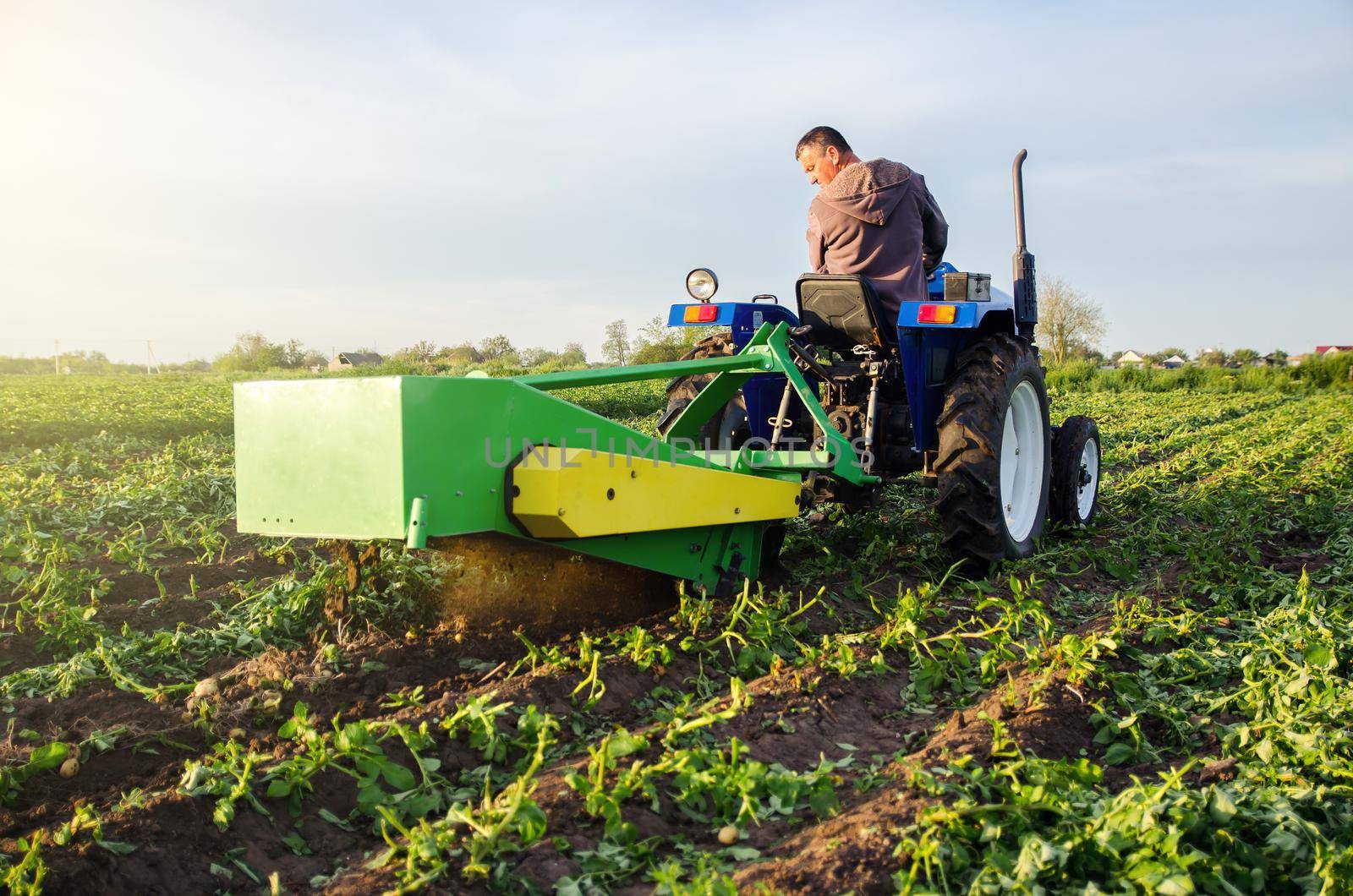 Farmer digs out a crop of potatoes with a digger. Harvest first potatoes in early spring. Farming and farmland. Harvesting mechanization in developing countries. Agro industry and agribusiness. by iLixe48