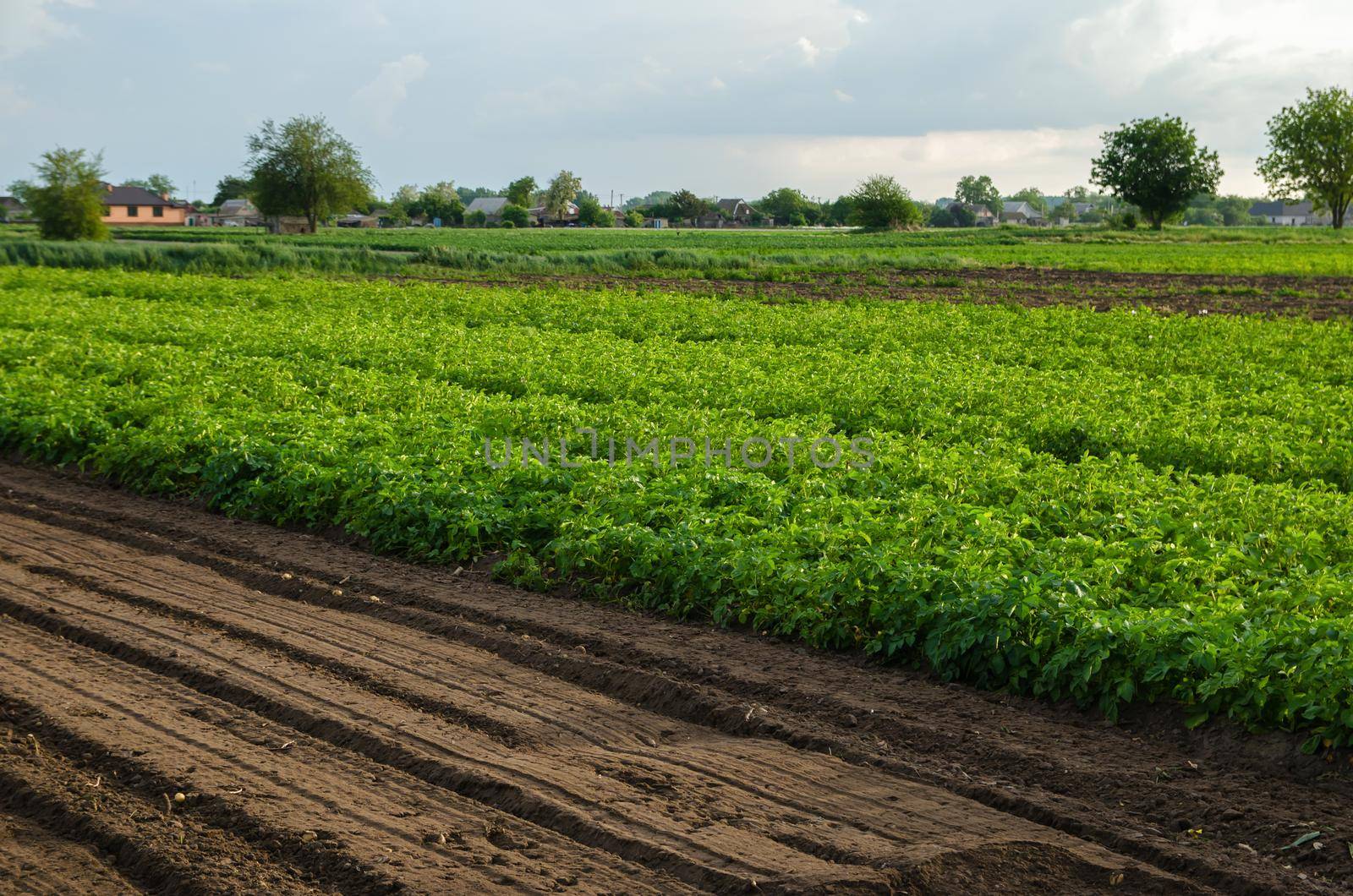 Potato plantation and a field with loosened soil. Loose crushed moist soil after cultivating. Loosening surface, land cultivation. Agribusiness farming. Beautiful countryside farmland.