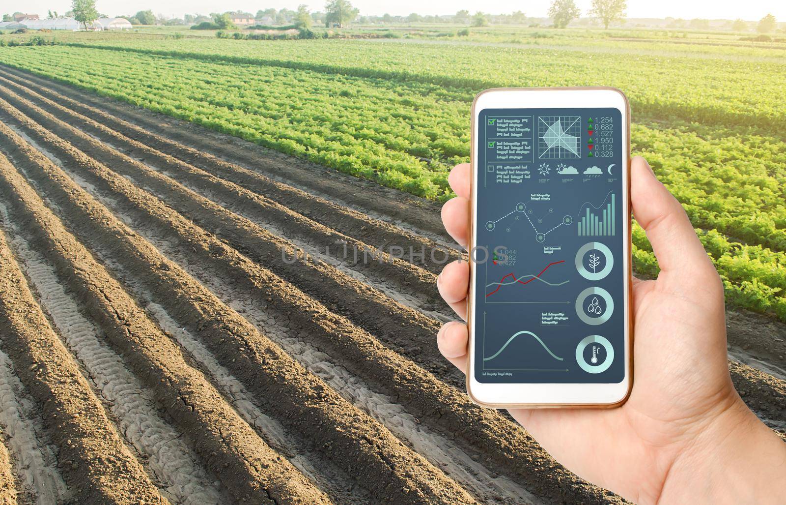 Hand holds mobile phone with crop status analysis infographics. Quality control. Innovative modern technologies in agriculture. Internet of Things. Collect data, forecasts to improve harvest quality.