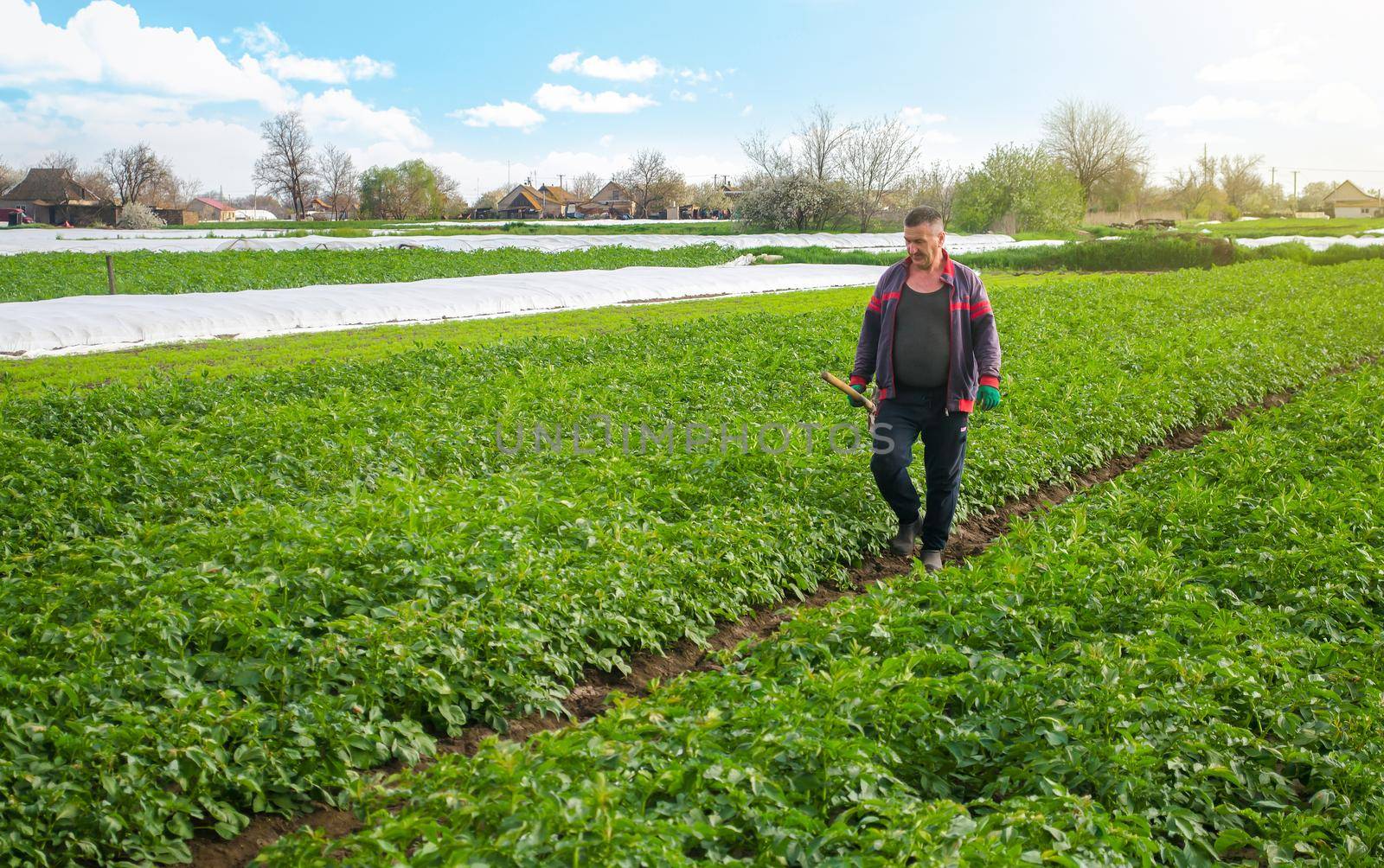 A farmer walks through a potato plantation field after removing spunbond agrofibre. Opening of young potatoes plants as it warms. Greenhouse effect for care and protection. Hardening of plants by iLixe48