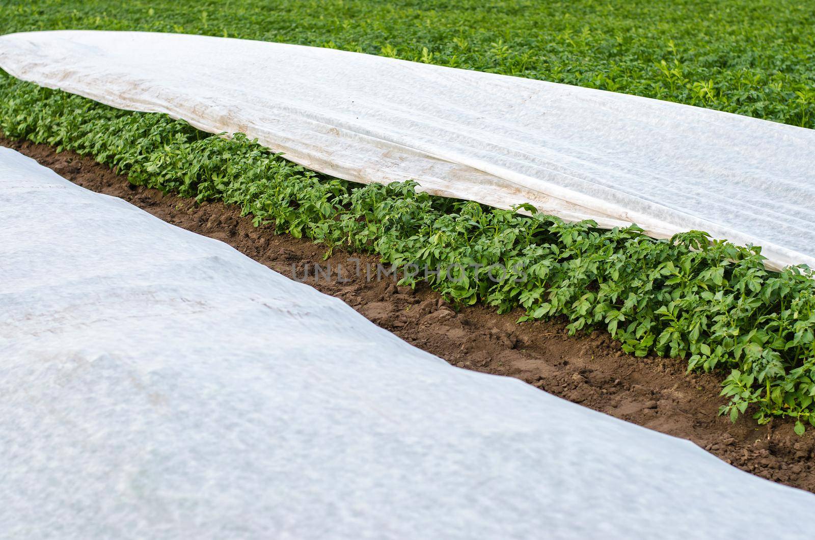 Potato plantation covered with agrofibre. Opening of young potato bushes as it warms. Greenhouse effect for care and protection. Hardening of plants in late spring. Agroindustry, farming. by iLixe48