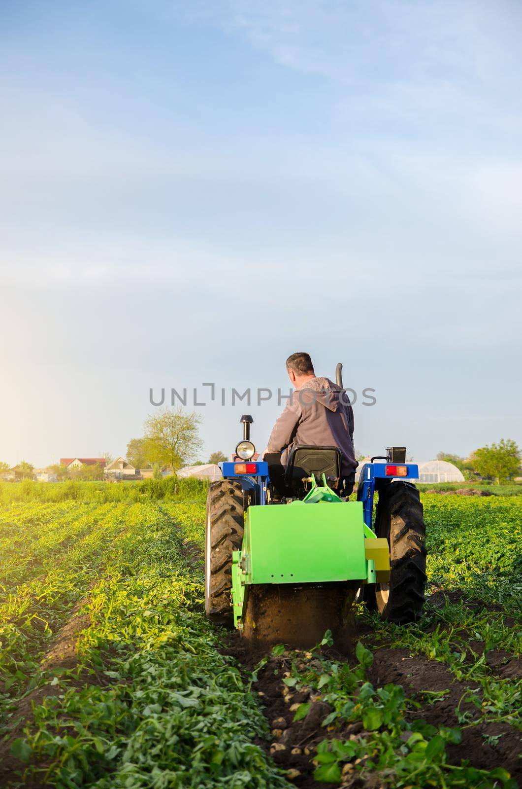 Farmer digs out of potatoes on a farm field. Harvest first potatoes in early spring. Farming and farmland. Agro industry and agribusiness. Harvesting mechanization in developing countries. by iLixe48