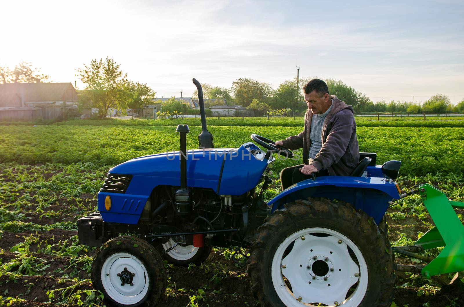 The farmer works in the field with a tractor. Harvesting potatoes. Harvest first potatoes in early spring. Farming and farmland. Agro industry and agribusiness. Support for farms