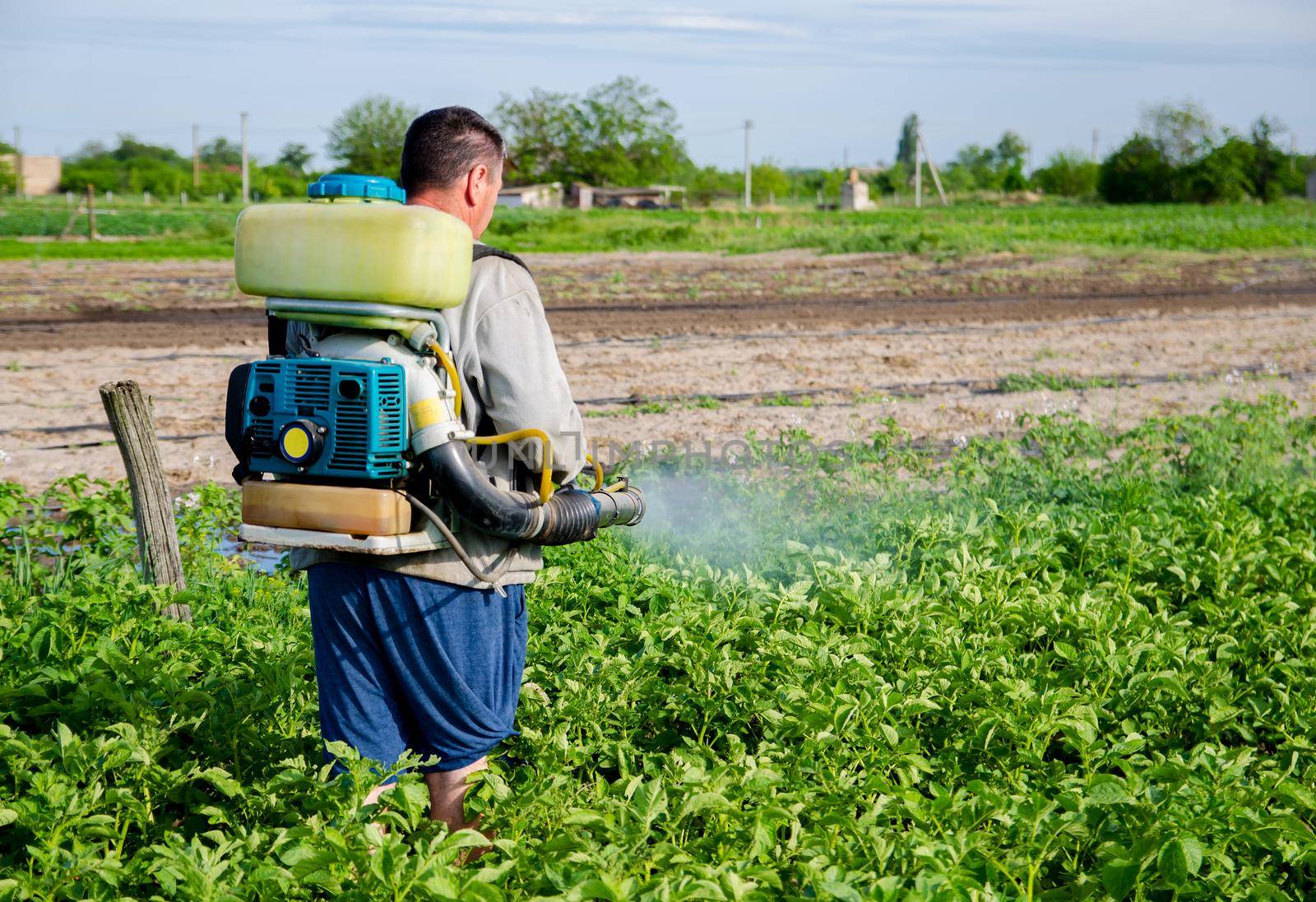 A farmer with a mist fogger sprayer sprays fungicide and pesticide on potato bushes. Protection of cultivated plants from insects and fungal infections. Effective crop protection, environmental impact