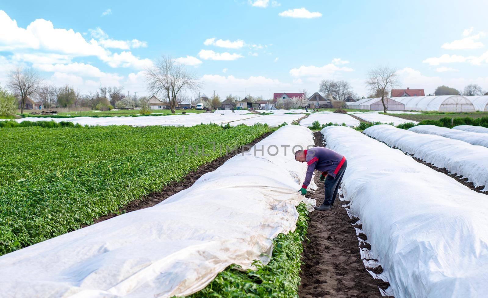 A farmer covers a potato plantation with agrofibre before a cold night. Opening of young potatoes plants as it warms. Agroindustry. Hardening of plants. Greenhouse effect for care and protection.