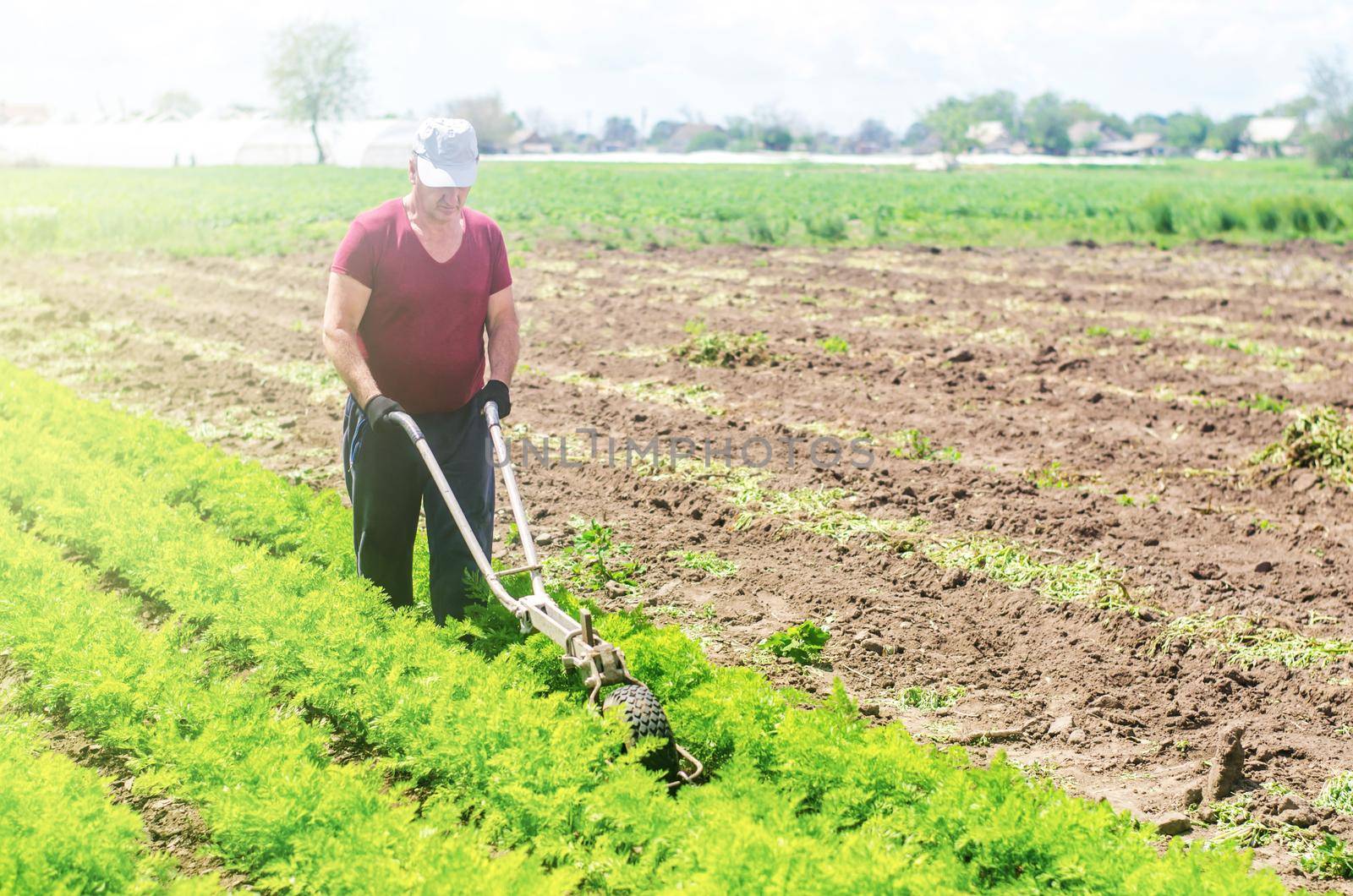 Farmer cultivates a carrot plantation. Cultivating soil. Loosening earth to improve access water and air to roots of plants. Removing weeds and grass. Crop care. Farming agricultural industry by iLixe48