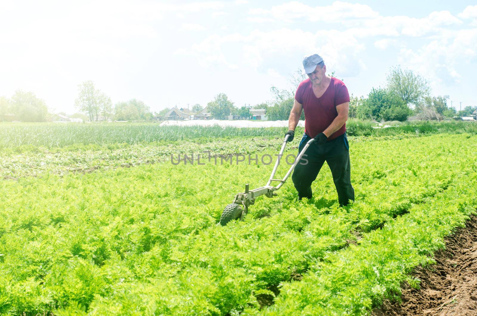 Farmer cultivates a carrot plantation. Cultivating soil. Removing weeds and grass. Loosening earth to improve access water and air to roots of plants. Farming and growing food. Work on the ground