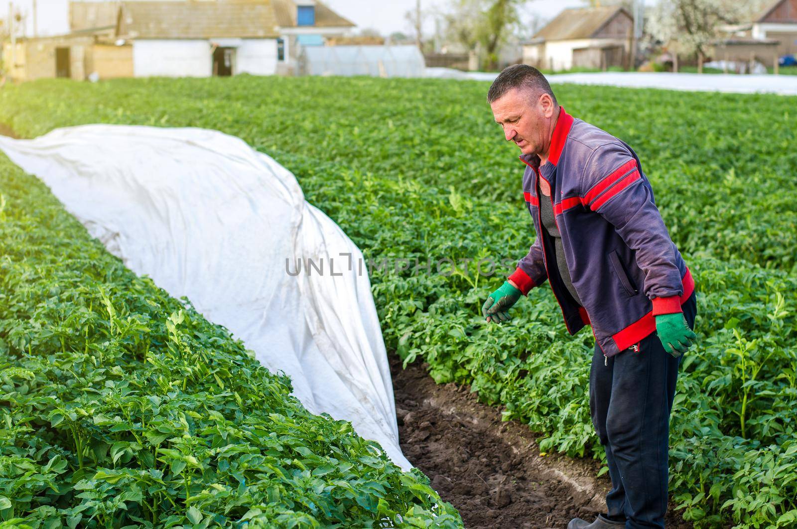 A farmer removes agrofibre from a potato plantation. Opening of young potato bushes as it warms. Greenhouse effect. Agroindustry, farming. Field work. Hardening of plants in late spring. by iLixe48