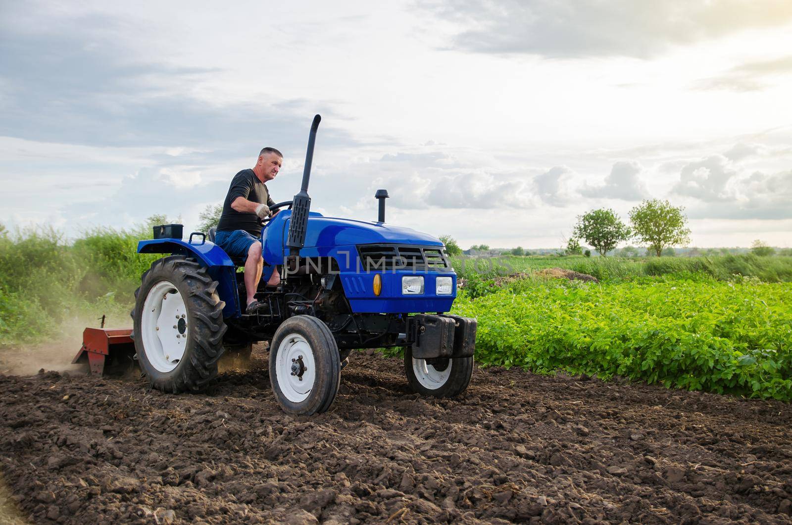 Farmer on tractor cultivates farm field. Milling soil, crushing and loosening ground before cutting rows. Farming, agriculture. Preparatory earthworks before planting a new crop. Land cultivation